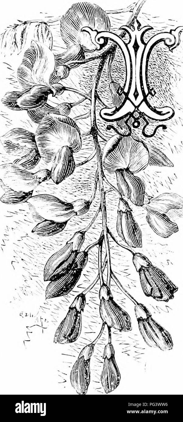 Ce travail sur les fleurs de jardin fournit un aperçu de la culture et des caractéristiques des plantes ornementales, en se concentrant sur des variétés comme *Wisteria* et leur histoire d'introduction dans les jardins. Banque D'Images