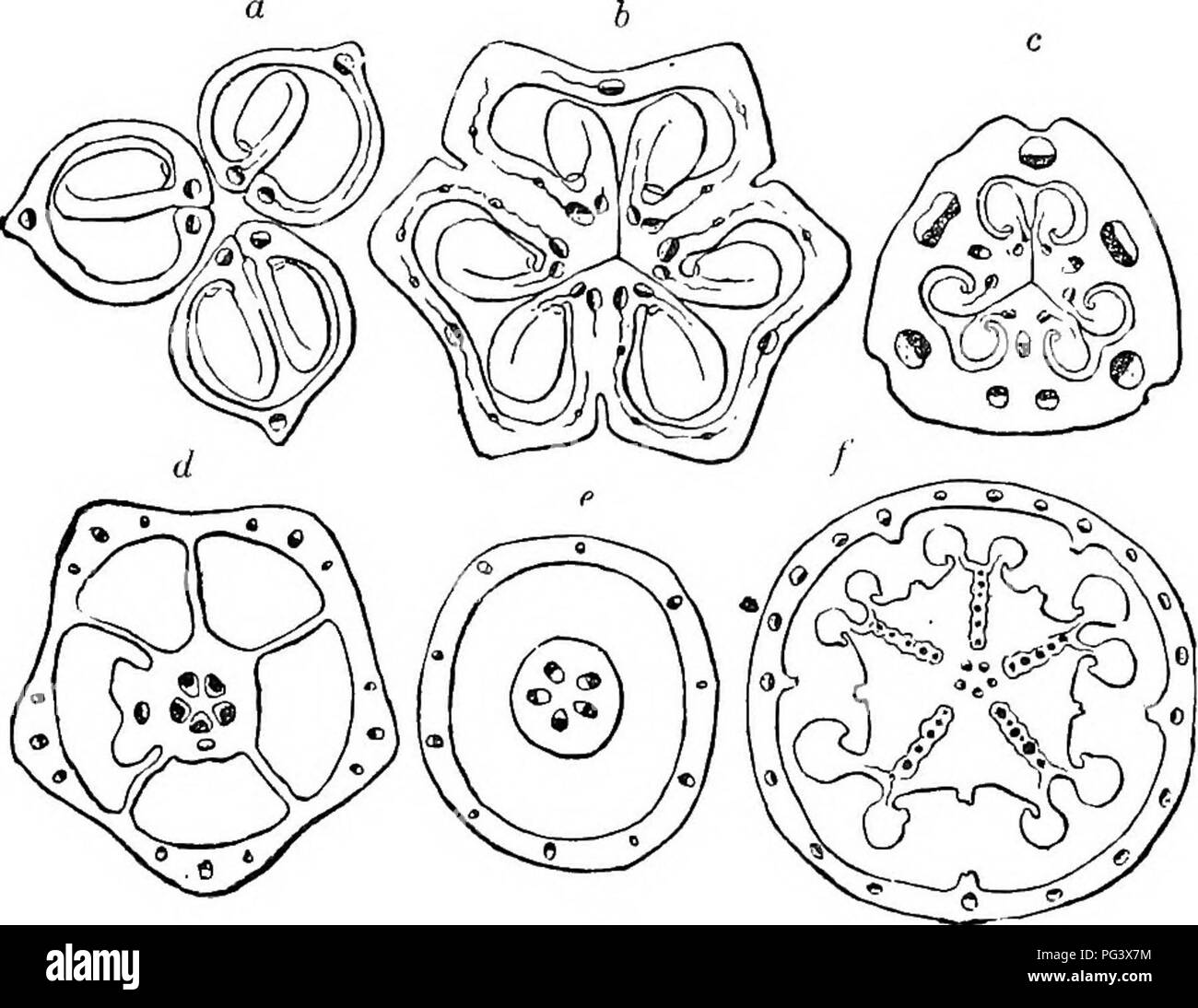 . Botanique physiologique ; I. Lignes de l'histologie d'phaenogamous les plantes. II. Physiologie végétale. Physiologie végétale ; anatomie végétale. FIBEO-VASCtTLAR OVAKY les liasses de. 173 est d'un grand intérêt, et peut être examiné sous les deux chefs de "simple" et " Pistils Pistils composé." 486. Les pistils simple. Le libro-faisceau vasculaire se compose de bois et liber qui traverse la ligne médiane de l'carpellarj^ feuille, - c'est, par l'intermédiaire de la suture dorsale. Deux branches sont émis par cet ensemble non loin de la base des feuilles, près de ses deux organismes des marges, - c'est, à l'e Banque D'Images