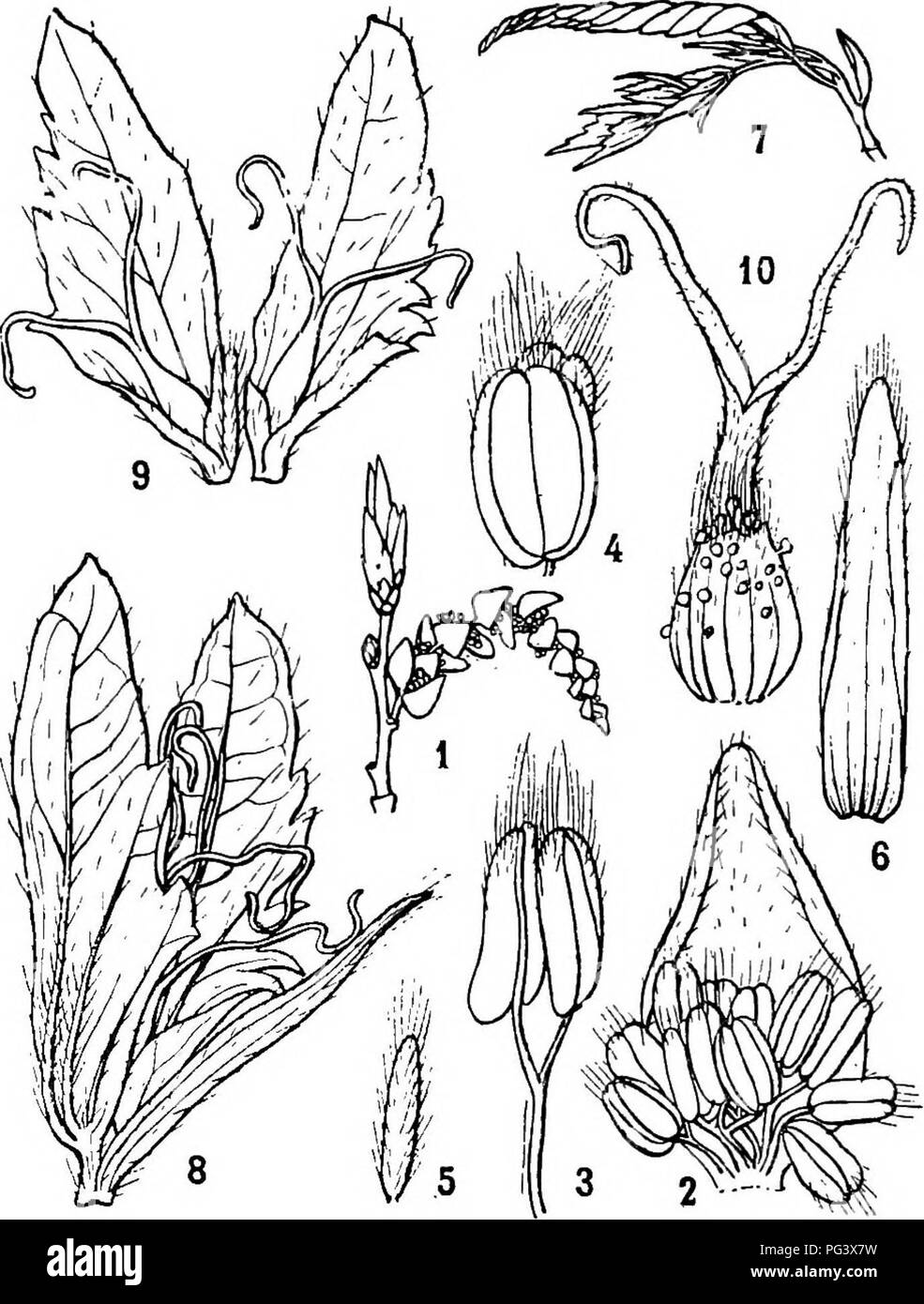 . Icones plantarum formosanarum non nec ad floram contributiones et formosanam ; ou, de l'Icones de Formosa, les plantes et les matériaux pour une flore de l'île, basé sur une étude de la collection de l'étude botanique du gouvernement de Formosa. La botanique. 176 CUPULIFEBiE.. Fig. 24. Carpmui Kawakamii Hayata. 1, inflorescence mâle ; 2, une fleur mâle ; 3, 4, 7 étamines ; u, inflorescence femelle ; 8, une paire de fleurs femelles ; 9, les mêmes, élargi ; 10. u, fleur femelle, bractées prises ofE. Kg. 1 et 7, taille naturelle ; d'autres sont plus ou moins amplifiées. Spicse laxiflorse fructiferse, 4 cm., fmctibus longse Banque D'Images