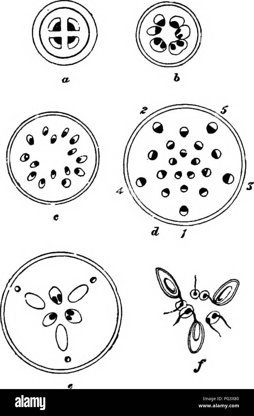 . L'origine de structures florales : grâce à la lutte contre les insectes et d'autres organismes. Les plantes ; fleurs ; Fleurs. 68 LE STBUCTUKE DE FLEURS. coulé à l'intérieur d'une masse de tissu. parenchymatoas En fait, ils pourraient souvent être appelé " syncarpe faussement", un terme appliqué à l'Pomece, mais qui est également applicable à Lierre et fuchsia. Dans le pédicelle d'une fleur de lierre, il y a, à une distance d'environ trois quarts de pouce à partir de la base conique de l'ovaire infère, quatre cordons fibro-vasculaires (Fig. 14, a). Un peu plus haut ces fractionnés dans un cercle irrégulier (6), et peu au-dessus de la base de la re Banque D'Images