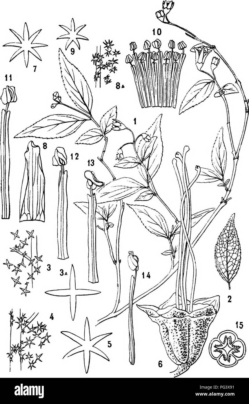 . Icones plantarum formosanarum non nec ad floram contributiones et formosanam ; ou, de l'Icones de Formosa, les plantes et les matériaux pour une flore de l'île, basé sur une étude de la collection de l'étude botanique du gouvernement de Formosa. La botanique. 104 SAXIFKAGEiE.. Fig. 16. Dcufzia kdungeniis Hayata. 1, une succursale ; 2, une feuille ; 3, un pDrdon d'une feuille montrant haiis sur le côté supérieur ; 3 a, l'un des haiis, beaucoup plus nifled^nu ; 4, la même partie, d'une feuille, montrant des poils sur la face inférieure ; 5, l'un des poils ; 6, une fleur, les pétales et les étamines ; 7, d'un cheveux sur le calice ; fig. 8, un peta Banque D'Images