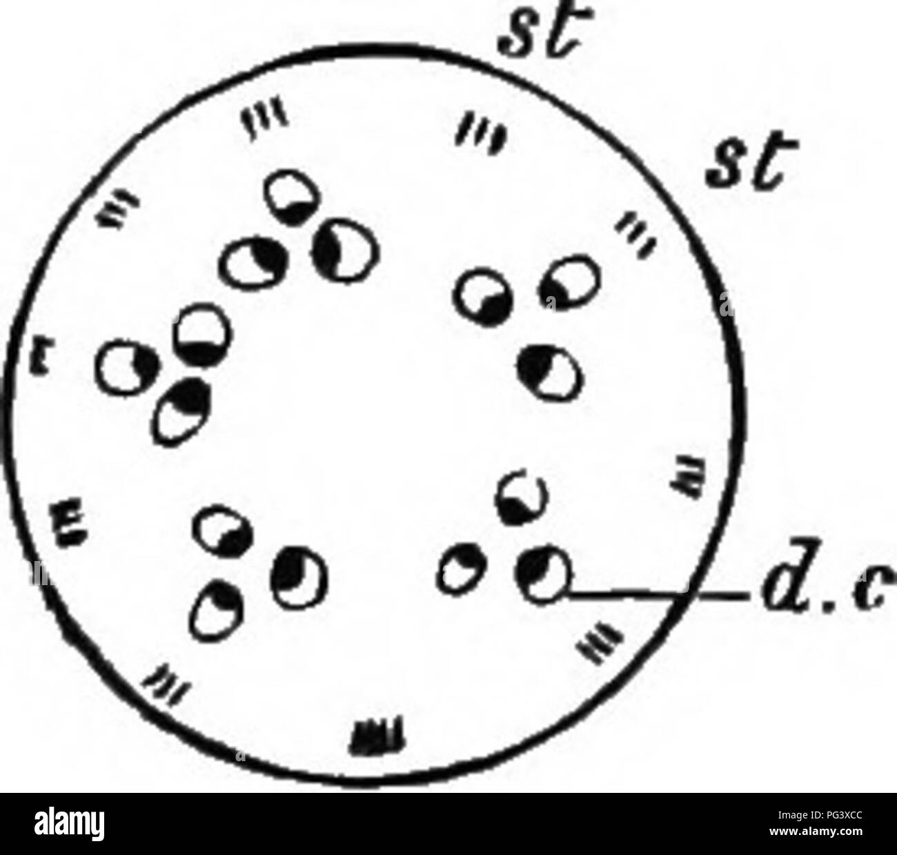 . L'origine de structures florales : grâce à la lutte contre les insectes et d'autres organismes. Les plantes ; fleurs ; Fleurs. Le principe de cohésion sociale. 65 La position de la trachée de chaque paire de cordes se font face. À ce point, puis, ils ont tout à fait perdu leur caractère axial strictement de face au centre, et l'axe n'est donc plus concernée dans la structure. Un peu plus haut le cayities des ovaires (indiqué par les pointillés) apparaissent entre le cordon dorsal et la paire de marginaux ; et maintenant ce dernier tourner leurs spirales complètement vers l'ovaire, les cellules ayant une rotation de 90° en tout. L'o Banque D'Images