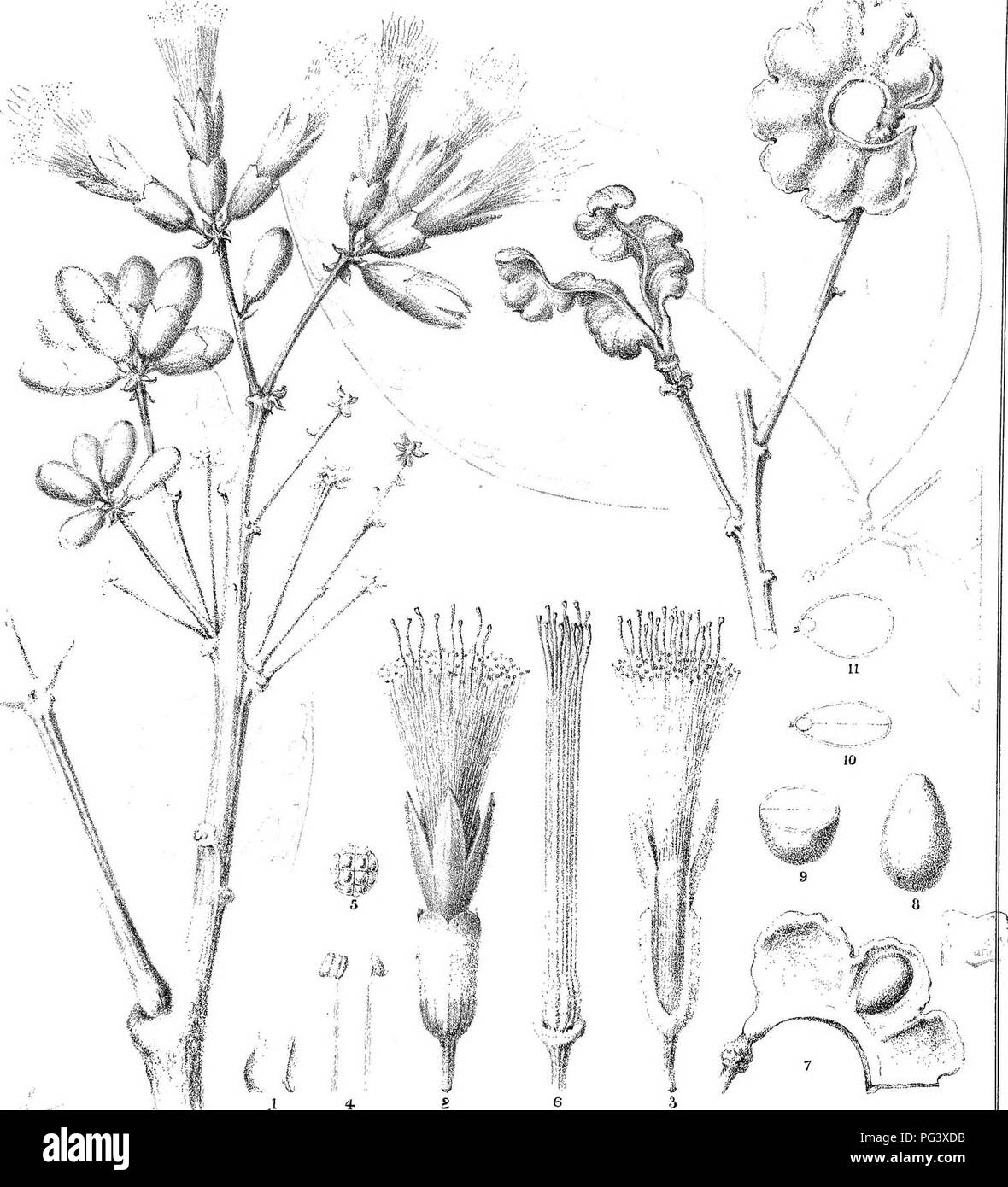 . L'iconographie des espèces d'Acacia australien et genres apparentés. Acacia, la botanique. [Â ',V'. R CrafF del, C Troedt] t, C" euh. FvM.drre ;&lt;il SteaiT' Impression Litho, Gov Off-ice,Mel]3. AlMs^YuMMiiiafl Mi FvM. Veuillez noter que ces images sont extraites de la page numérisée des images qui peuvent avoir été retouchées numériquement pour plus de lisibilité - coloration et l'aspect de ces illustrations ne peut pas parfaitement ressembler à l'œuvre originale.. Mueller, Ferdinand von, 1825-1896. Melbourne, J. Ferres, gouvernement. Printer Banque D'Images