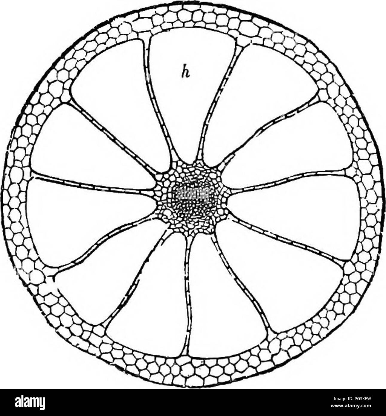 Ce travail explore l'histologie des plantes phanérogamiques, en examinant la structure des cellules et des tissus végétaux. Il couvre également les processus physiologiques au sein des plantes, tels que l'absorption des nutriments, la respiration cellulaire et le mouvement de l'eau à travers les tissus végétaux, contribuant ainsi à une compréhension plus large de la fonction et de la santé des plantes. Banque D'Images