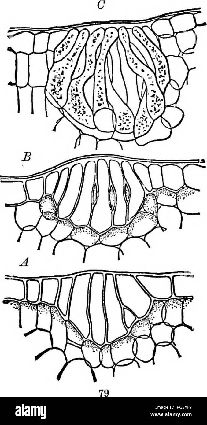 . Botanique physiologique ; I. Lignes de l'histologie d'phaenogamous les plantes. II. Physiologie végétale. Physiologie végétale ; anatomie végétale. MOllPHOLOGY 98 DE LA CELLULE. une ou plusieurs huiles essentielles, formant un liquide thickisL Itesins ; (2), qui hiivc comparativement peu de mélange d'huile essentielle, et sont de divers niveaux de dureté ; (3) gommes-résines, ou des résines hav- tion plus ou moins ou mucilagineux questions gommeux. À cette dernière catégorie sont parfois appelés les produits laissés par le séchage. Veuillez noter que ces images sont extraites de la page numérisée des images qui peuvent avoir été retouchées numériquement pour rea Banque D'Images