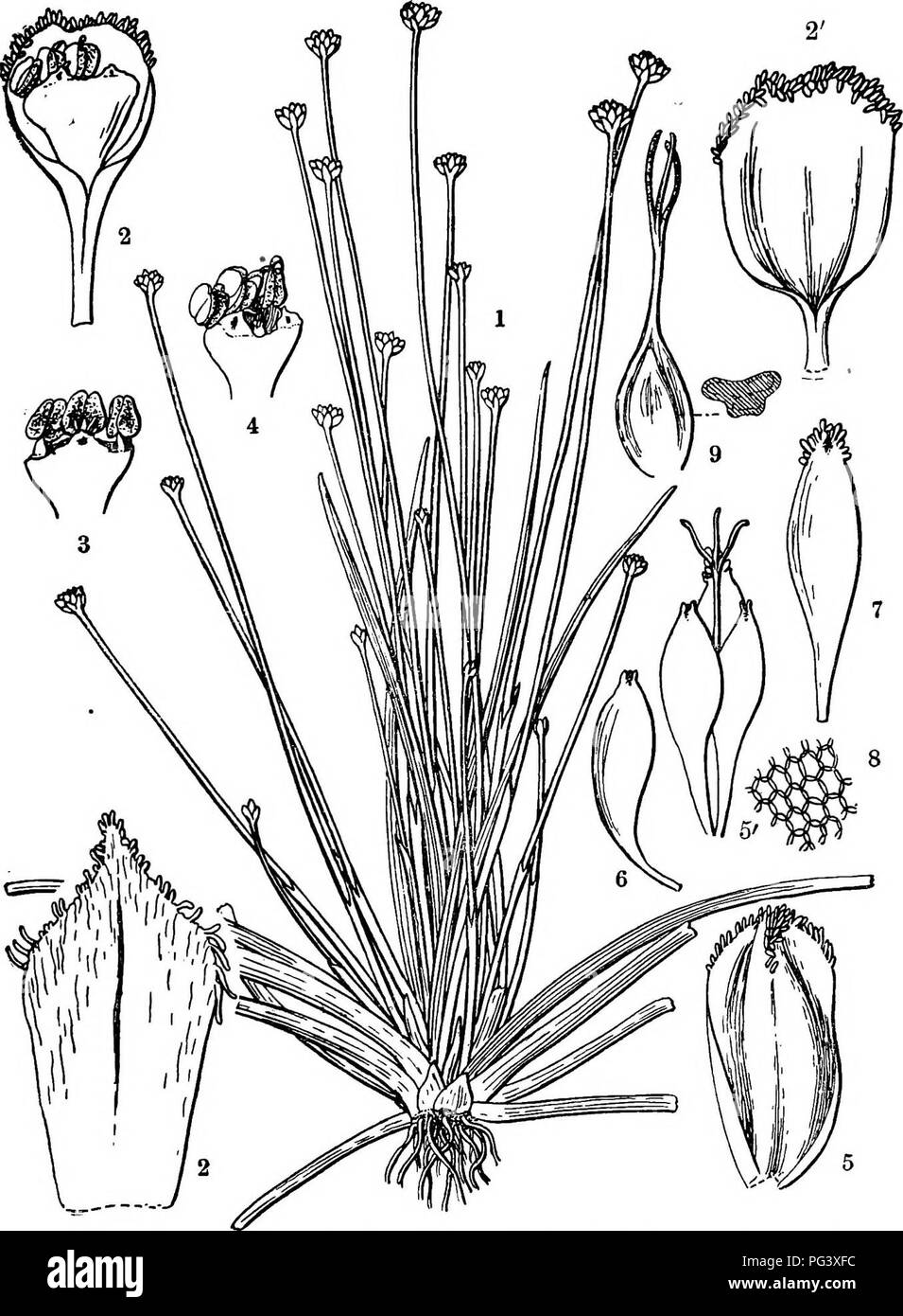 . Icones plantarum formosanarum non nec ad floram contributiones et formosanam ; ou, de l'Icones de Formosa, les plantes et les matériaux pour une flore de l'île, basé sur une étude de la collection de l'étude botanique du gouvernement de Formosa. La botanique. EEIOCAULE^. 53. Fig. 29, pachypet Jilvm Haxata'Eriocaulon ; 1, l'usine ; 2, une fleur mâle ; 2', un epathulate calice de la même fleur ; 3, portion apicale de un mâle corolle ; i, la même ; 5, une femelle, calys ; 5', une fleur femelle, calice ; 6 pétales, un pétale d'une autre, 7 ; 8, des groupes de cellules sur la surface de la même ; 9, de l'ovaire.. Veuillez noter t Banque D'Images