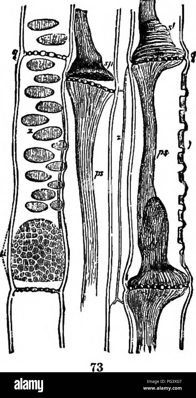 . Botanique physiologique ; I. Lignes de l'histologie d'phaenogamous les plantes. II. Physiologie végétale. Physiologie végétale ; anatomie végétale. doit être très mince. Les mesures suivantes de grandes cellules b donné^' de Bary servent à indiquer leur large gamme en taille : Longueur, mm. Cucuvliita Calarau Pepo 370-.4503 Rotang .... Potaniogeton 2,000 natans . .275 Vitis vinifera 6 mm, diamètre transversal. .045 . .030-.050 minimum . 0,025 281 cellules. Le tamis et plaques se produisent aux points de contact du tamis- ils sont toujours trouvés à l'^ extrémités de cellules, et les cellules peuvent isolateil par macération ; les septums sont à tli Banque D'Images