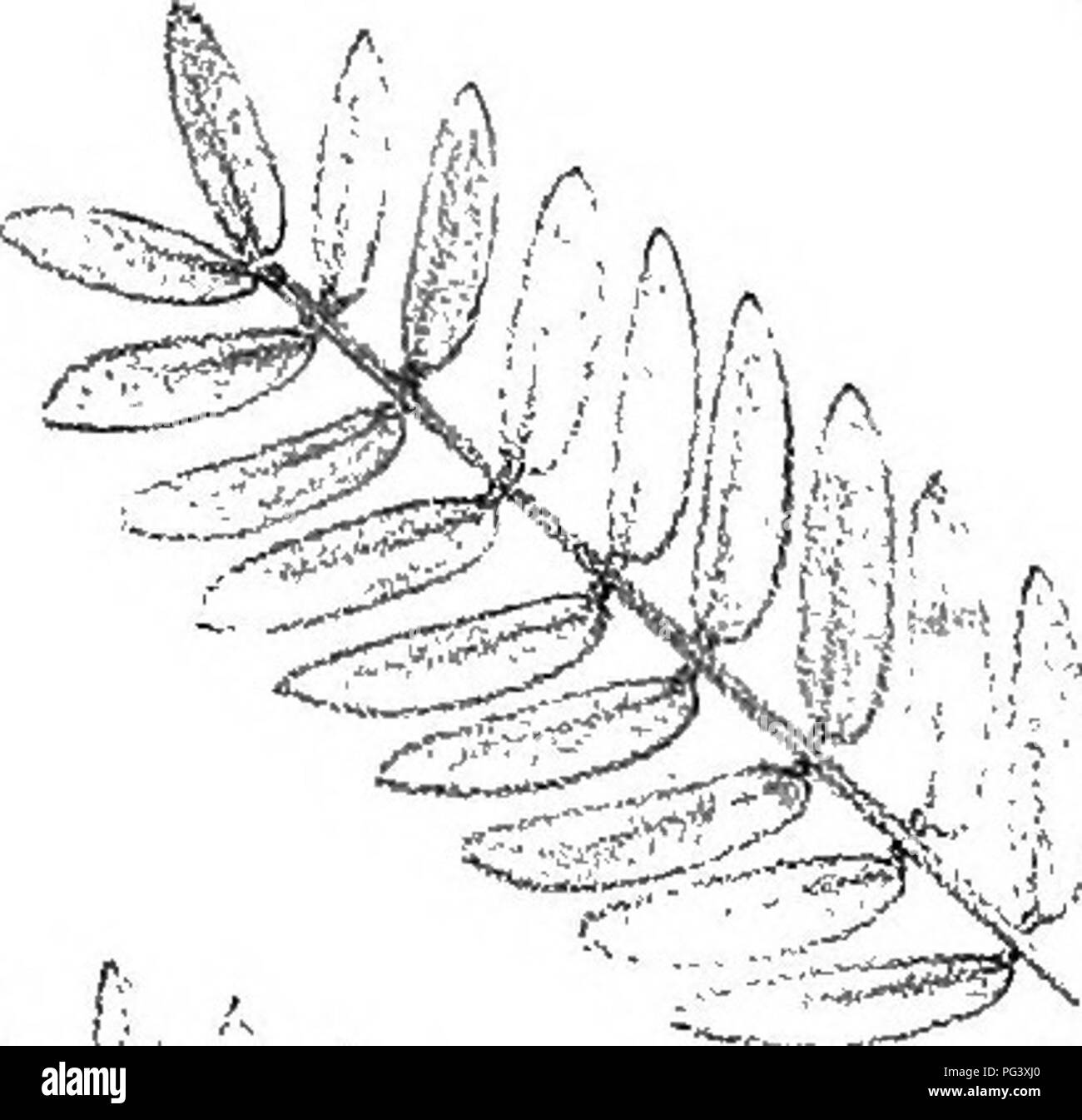 . L'iconographie des espèces d'Acacia australien et genres apparentés. Acacia, la botanique. 1. Un 'i ^ l&gt ;   j&gt ; â ^ / /V ! Hv^^^ - V I 1 ^ 7 V i. Veuillez noter que ces images sont extraites de la page numérisée des images qui peuvent avoir été retouchées numériquement pour plus de lisibilité - coloration et l'aspect de ces illustrations ne peut pas parfaitement ressembler à l'œuvre originale.. Mueller, Ferdinand von, 1825-1896. Melbourne, J. Ferres, gouvernement. Printer Banque D'Images