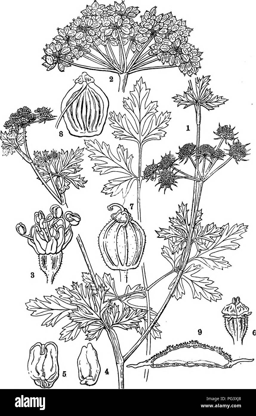 . Icones plantarum formosanarum non nec ad floram contributiones et formosanam ; ou, de l'Icones de Formosa, les plantes et les matériaux pour une flore de l'île, basé sur une étude de la collection de l'étude botanique du gouvernement de Formosa. La botanique. UMBELLIlERffi. 23. Fig. 13 Feusedanum fonnosanum, Hatata ; 1, un branoli ; 2, un umbella ; 3, un flowei ; 4, un sépale ; 5 ; 6, un pétale, une fleur, les pétales pris ofE ; 7, d'un fruit, 8, un carpelle, vu de â l'intérieur ; 9, section d'un carpelle mûr.. Veuillez noter que ces images sont extraites de la page numérisée des images qui peuvent avoir été retouchées numériquement pour Banque D'Images