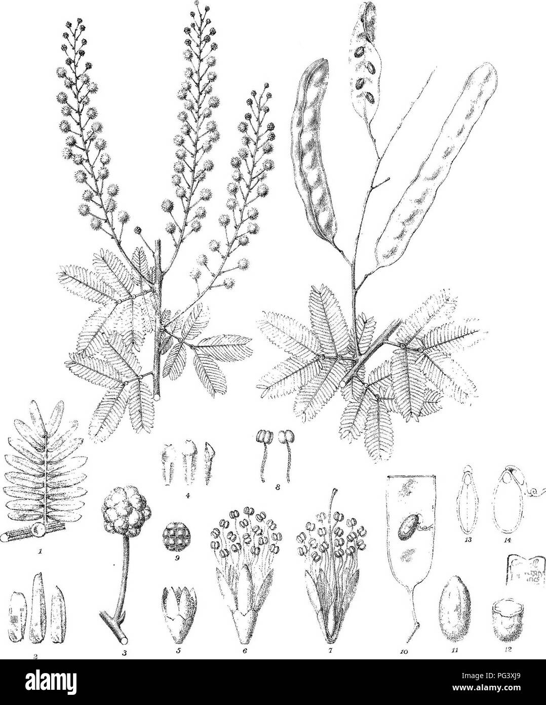 . L'iconographie des espèces d'Acacia australien et genres apparentés. Acacia, la botanique. RGraffdel C.Troedel5&lt;c ?Litli. Sleamliho M F.v direxit. GovPrlnling ^ Mell Bureau(gMa l^^m(M^WMiFvM.. Veuillez noter que ces images sont extraites de la page numérisée des images qui peuvent avoir été retouchées numériquement pour plus de lisibilité - coloration et l'aspect de ces illustrations ne peut pas parfaitement ressembler à l'œuvre originale.. Mueller, Ferdinand von, 1825-1896. Melbourne, J. Ferres, gouvernement. Printer Banque D'Images