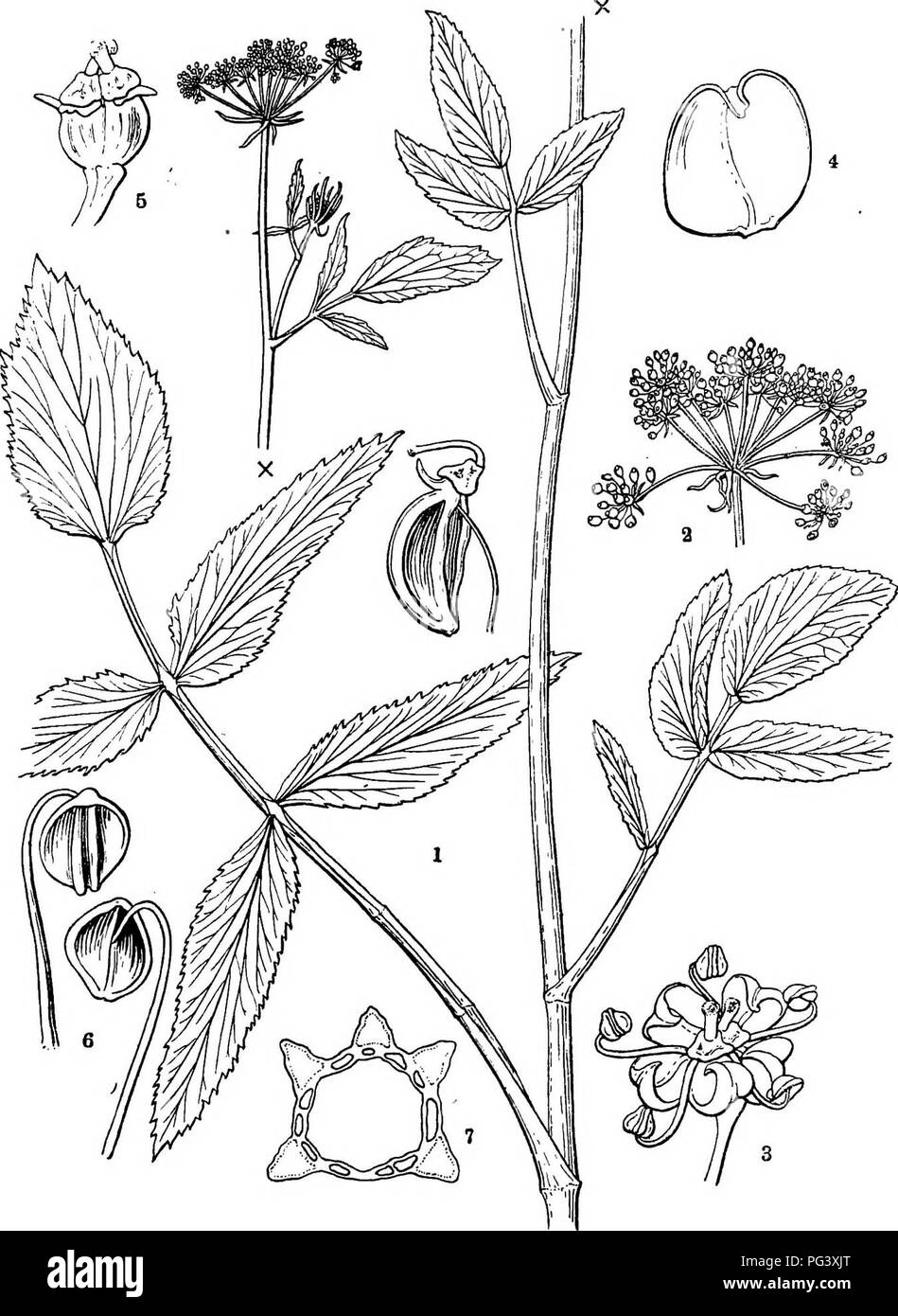 . Icones plantarum formosanarum non nec ad floram contributiones et formosanam ; ou, de l'Icones de Formosa, les plantes et les matériaux pour une flore de l'île, basé sur une étude de la collection de l'étude botanique du gouvernement de Formosa. La botanique. TMEEUJIEERM. 17. Fig. 9, formosanum Sium Hayata ; 1, » branche xf ; 2, un umbella ; 3, une fleur ; je, un pétale ; 5, une fleur, des pétales ; 6, une étamine, vu de différents côtés ; 7, section d'un carpelle mûr.. Veuillez noter que ces images sont extraites de la page numérisée des images qui peuvent avoir été retouchées numériquement pour plus de lisibilité -. Banque D'Images
