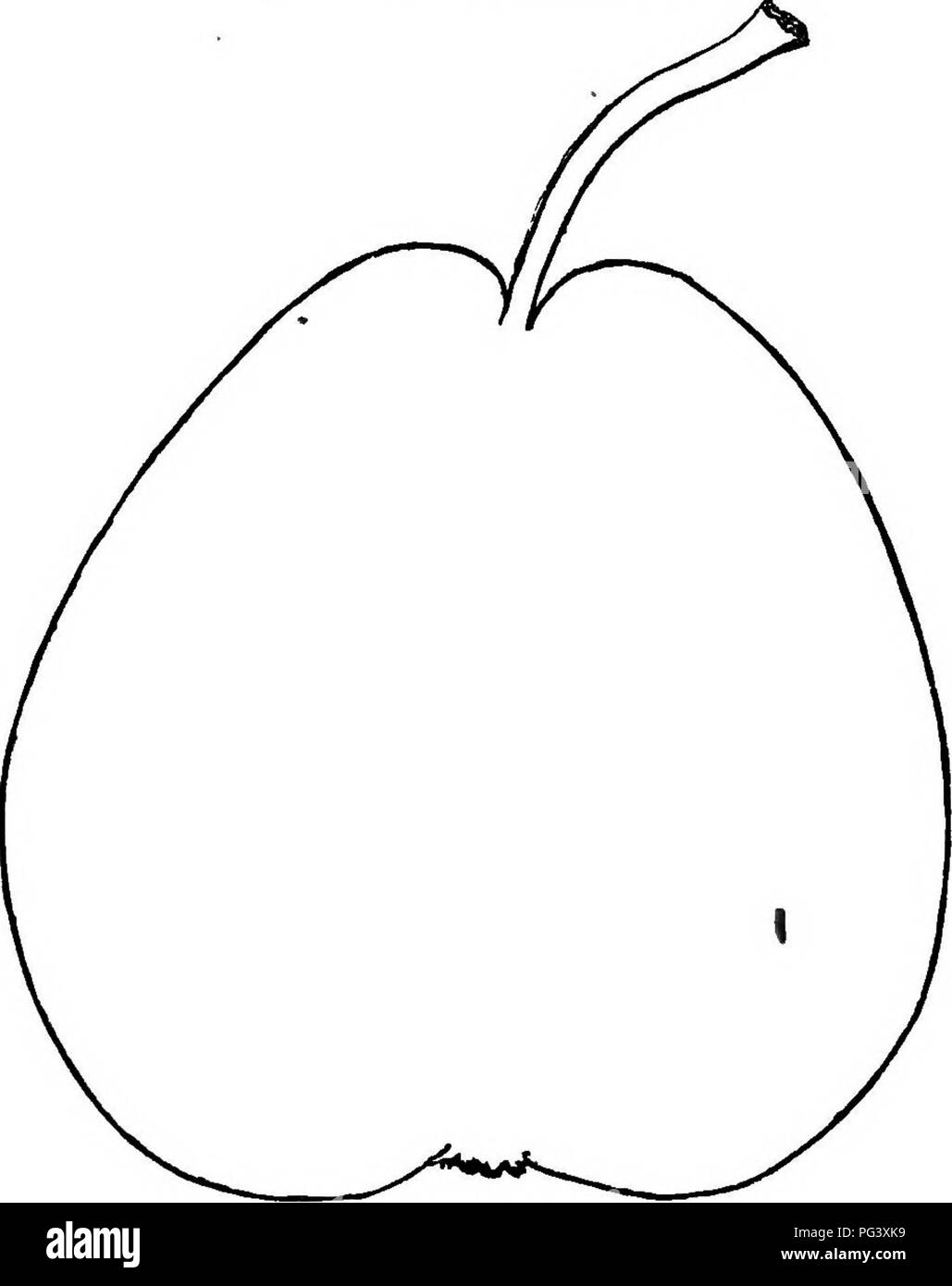 Ce travail sur la culture fruitière met l'accent sur la culture et la propagation de divers arbres fruitiers, avec un accent particulier sur les poires. Il met en valeur la variété 'Flemish Beauty', réputée pour sa saveur et sa qualité, en particulier dans des conditions de sol favorables. Le texte fournit des conseils de culture pour les producteurs de fruits, ainsi que des descriptions de plusieurs variétés de poires. Banque D'Images