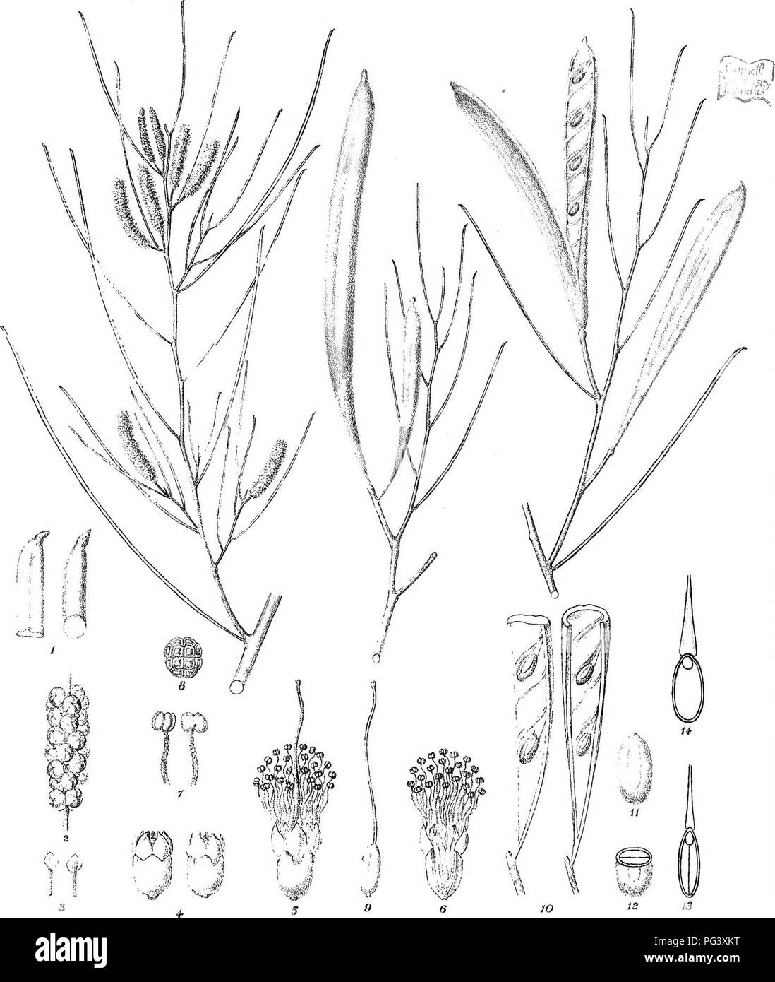 . L'iconographie des espèces d'Acacia australien et genres apparentés. Acacia, la botanique. R.Graff del.C.TroeddAC vMdirexit ?Jilh, F.Steamlilho Gov. L'impression. Office de tourisme. Melb A(gli©E ^^3sL®(B]2ACunnmghm pll.. Veuillez noter que ces images sont extraites de la page numérisée des images qui peuvent avoir été retouchées numériquement pour plus de lisibilité - coloration et l'aspect de ces illustrations ne peut pas parfaitement ressembler à l'œuvre originale.. Mueller, Ferdinand von, 1825-1896. Melbourne, J. Ferres, gouvernement. Printer Banque D'Images