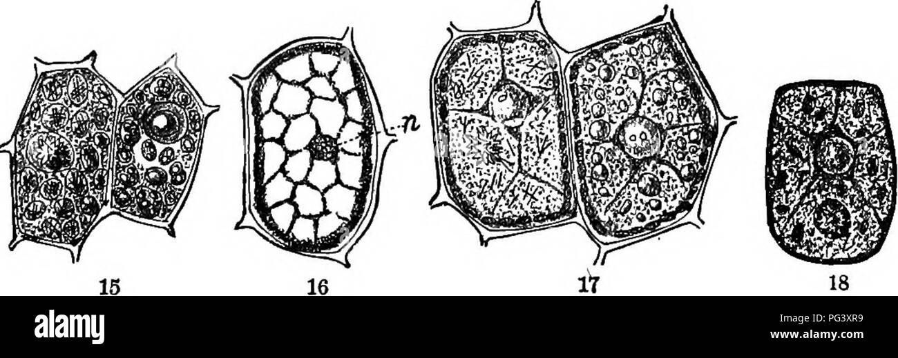 . Botanique physiologique ; I. expose des nogamous¦phÃ histologie des plantes. II. Physiologie végétale. Physiologie végétale ; anatomie végétale. 46 La cellule végétale en général. protéine crj-STAL-comme le corps, et la base de protéines ou de stroma â qui sont tous des détenus. La base des protéines, parfois si ce n'est pas alwaj's, semble constitué de deux substances, qui diffèrent par leur solubilité dans l'eau, et com- pétrie comme granulose cellulose et l'amidon sont en- granules. Alors que la pro- tein est base generallj' verj' soluble dans l'eau (pas en soi, mais en raison de la pré- sence de lessive de phos- codéine), la protéine Banque D'Images