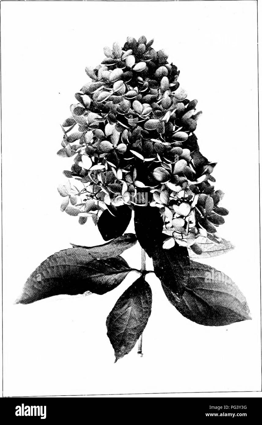. Nos arbustes du nord et la façon de les identifier : un manuel pour les amoureux de la nature . Des arbustes. HAKUY HYDRANGEA. Har rdy. Hydransrea Hvt'-mpae paniciilata grandiflo. Veuillez noter que ces images sont extraites de la page numérisée des images qui peuvent avoir été retouchées numériquement pour plus de lisibilité - coloration et l'aspect de ces illustrations ne peut pas parfaitement ressembler à l'œuvre originale.. Keeler, Harriet L. (Harriet Louise), 1846-1921. New York : Charles Scribner's Sons Banque D'Images