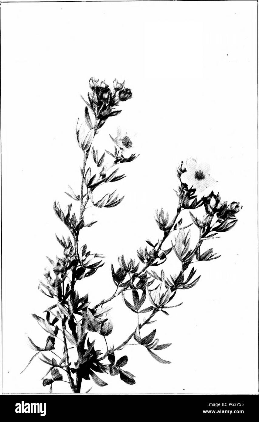 Ce guide botanique de Harriet Keeler fournit des informations détaillées sur l'identification des arbustes nordiques, en se concentrant sur des espèces comme l'arbuste Cinquefoil. Il couvre des caractéristiques clés telles que la forme des feuilles et la taille des fleurs, aidant les amateurs de nature à identifier et à comprendre les plantes de la famille des roses des régions du nord. Banque D'Images