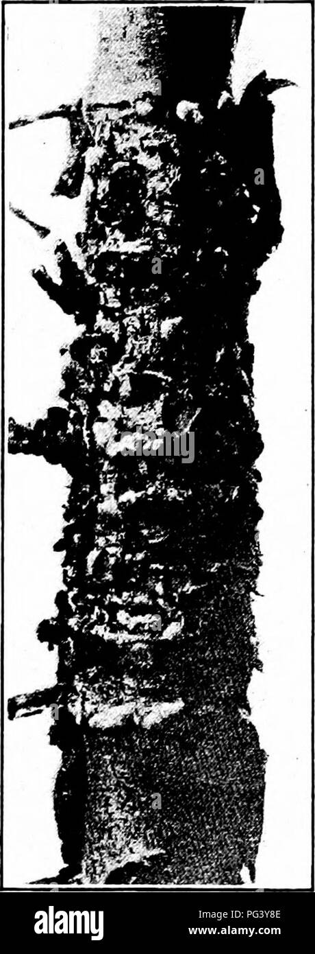 . Maladies des fruits de Manuel . Les fruits. Manuel de 392 maladies des fruits et des plantes comme l'juneberry, aubépine et Apple. Mais afin de compléter le historj^-vie il doit avoir le cèdre rouge, ou {juniper Juniperus communis et J. virginiana). Sur les brindilles de cèdre rouge Il y a produit le chancre particulière-comme des lésions (Fig. 116). Ces taches- malades commencent leur développement en plein été. Le champignon hiverne dans le rameau de mycélium. Avec l'arrivée des premiers temps de printemps chaud et humide le champignon reprend la croissance et le développement. Sur la surface de la zone affectée de nombreux jaune, gelatino Banque D'Images