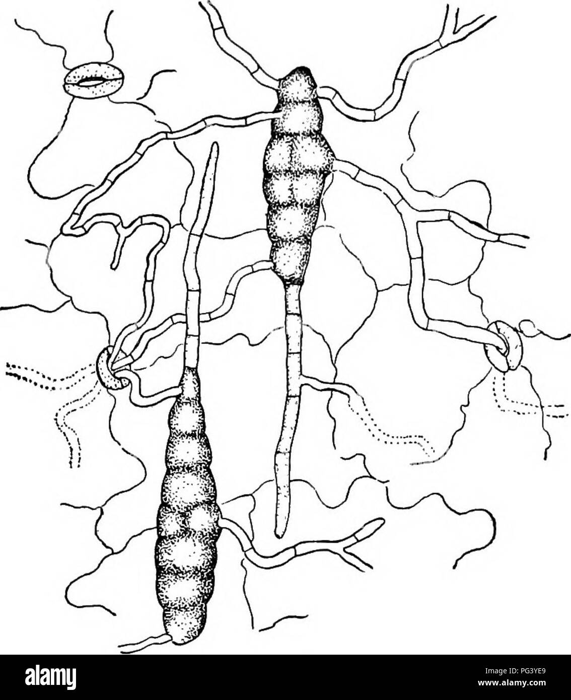 . Fungous les maladies des plantes : avec des chapitres sur la physiologie, les méthodes de culture et de technique . Les champignons dans l'agriculture. Imparfait des champignons ! 303 Les tubes germinatifs surviennent à partir de n'importe quelle cellule de la spore, et il est dit qu'ils peuvent entrer dans l'hôte, soit au moyen de la ou des stomates par pénétrant directement la cuticule. Ce champignon se développe vigoureusement dans les cultures pures. Sur gélose de prune, il a été constaté (Jones) que les spores peuvent être produits qu'une chaîne de deux, et en raison de ce caractère l'usine a été placé dans le genre Alternaria. Comme c'est, bien sûr, bien connu, l'étape d'Macrosporium à Alte Banque D'Images