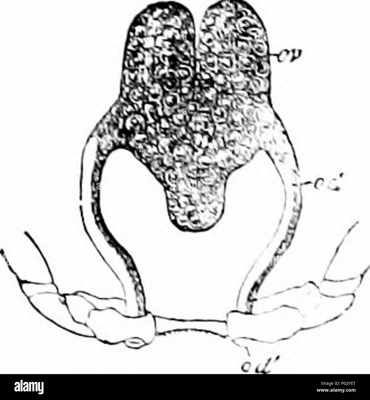 . Un manuel de zoologie. Zoologie. 3S0 ARTHROrOPA (hl ;. 40^ ibutées) ces toutes ensemble iii. une eummoii masse, connecté avec le cerveau bv deux esophaL loug  ;;conrniissures eal. Le dovelo|Mno',il interestiiiL est de la plupart des décapodes ; à partir du nombre de formes larvaires. En règle générale une .^ea liii,'. 370' est éclos de l'AE ; ! ; ; cet investissement.;es dans un prochain stac Mysis'C VHG. 403) dans lequel tête, thorax et abdomen sont distincts, le thorax portant le Idramous pieds comme ceux de schi/opods -une preuve de l'origine de la simple pieds de die hiramous t-pe. Dans le crahs (^lirachyura staije la mysis) est remplacé l&gt ;- un Banque D'Images