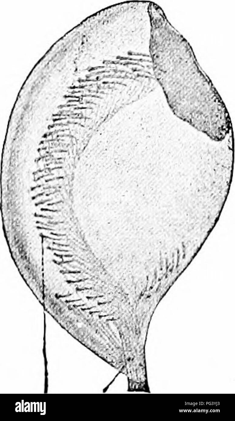 . Un manuel de zoologie. Zoologie. Fig. 376. Fig. 377. Fig. sjG.-Apus equalis* (après Packard). Fig. 377.-glande antennaire de mysis (après Grobben.) ; ouverture externe /(, la vessie ; re, canal ; 5, de vésicules internes. Fig. 37S.-Otocyst craylishi de. Comme, crista acustica ; n, nen'e. Fig. 373. blr, lacunre sang ; ea. Concernant les organes internes, mais quelques remarques générales peuvent être faites. Les glandes salivaires sont wdiolly absente ; d'autre part, le stomodeum est généralement creusé dans un fort "mastication, intestinale' et derrière ce vide les canaux de la soi-disant foie. Lietween Tliis varie selon les deux sacs d'aveugle simple Banque D'Images