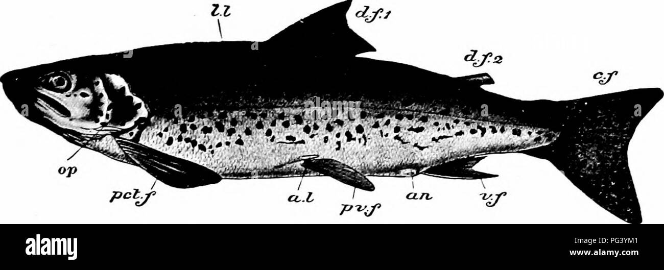 . Un manuel de zoologie. XII Phylum Chordata 395 sion d'un opercule ou gill-couverture, par l'absence d'un cloaque, en ayant le crâne primaire et de l'épaule-ceignent compliquée par l'ajout d'os à la membrane, et par la possession de bony au lieu de fin de corne-rayons. Un Teleostomian typique, tel qu'une fontaine (Fig. 235)' ou un hareng, a un long corps comprimé près de la moitié de ce qui est formé par la queue, a souligné les extrémités antérieure et postérieure, une grande queue verticale-fin, une tête de taille modérée, et une bouche terminale. Une telle forme est éminemment doués pour la progression dans l'eau. Mais à partir de cette caractéris Banque D'Images