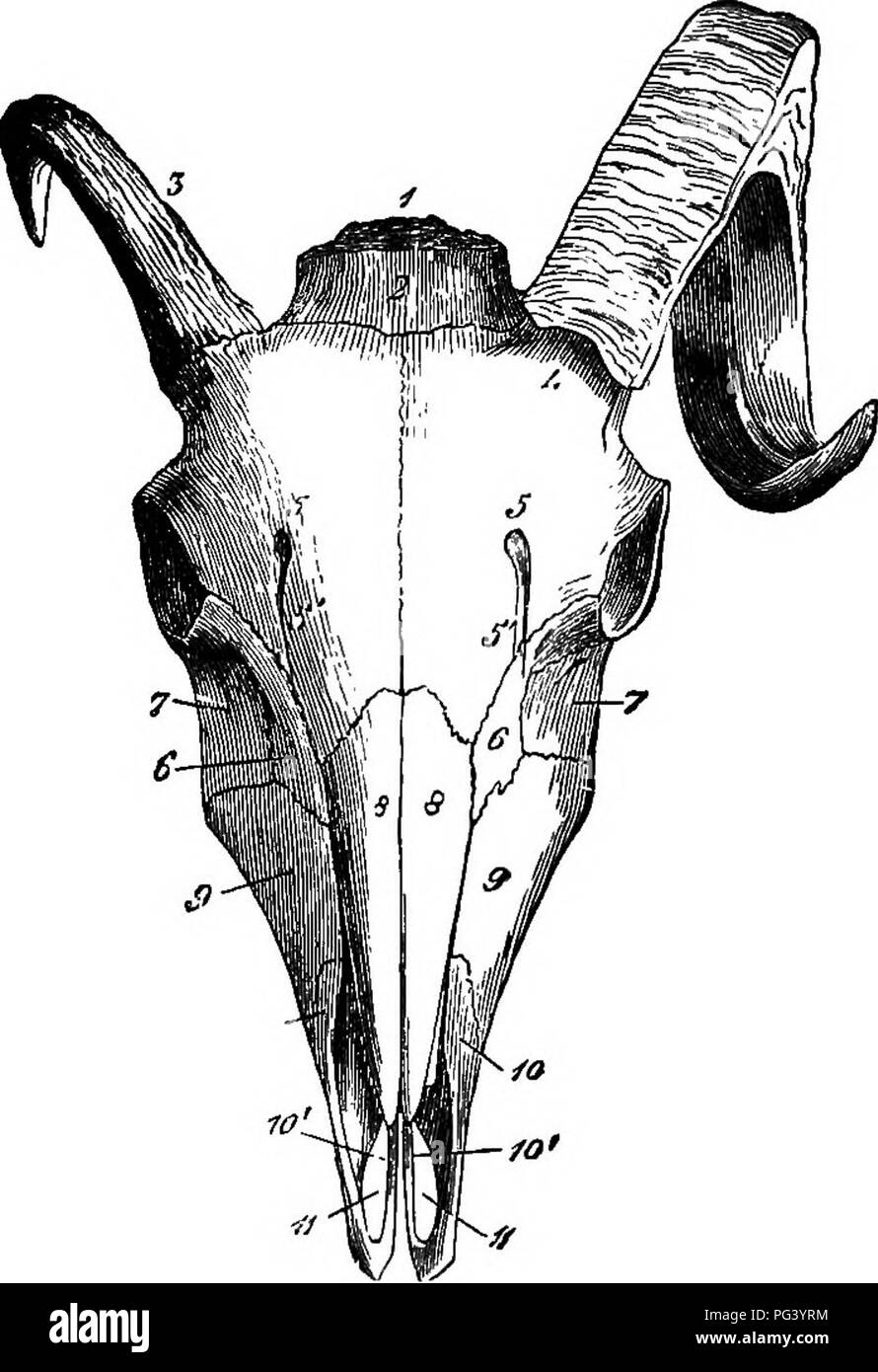 . Un texte-livre de zoologie agricole. Zoologie, économique. 454' MAMMALIA. Antilopes ainsi que des boeufs et des moutons. Les premiers ont annu- ou cornes torsadées. OvidcB (ovins et caprins),-ces animaux ont des jambes courtes et des organes. Les chèvres (Capra) ont des cornes dans les deux. riQ. 215.-Skdll de Ram. 1, os occipital, pariétal, 2 ; 3, noyau de l'os frontal droit ; 4, laissée couverte par sa corne ; 5, supra-orbitale ; 5', foramen décroissant du canal ; 6, l'os lacrymal ; 7, 8 ; os malaire, os nasal ; 9, supermaxillary premaxlllary ; 10, 10 ;', ses processus internes ; 11 d'ouverture, incisive. (Chauveau.) Sexes, et Banque D'Images