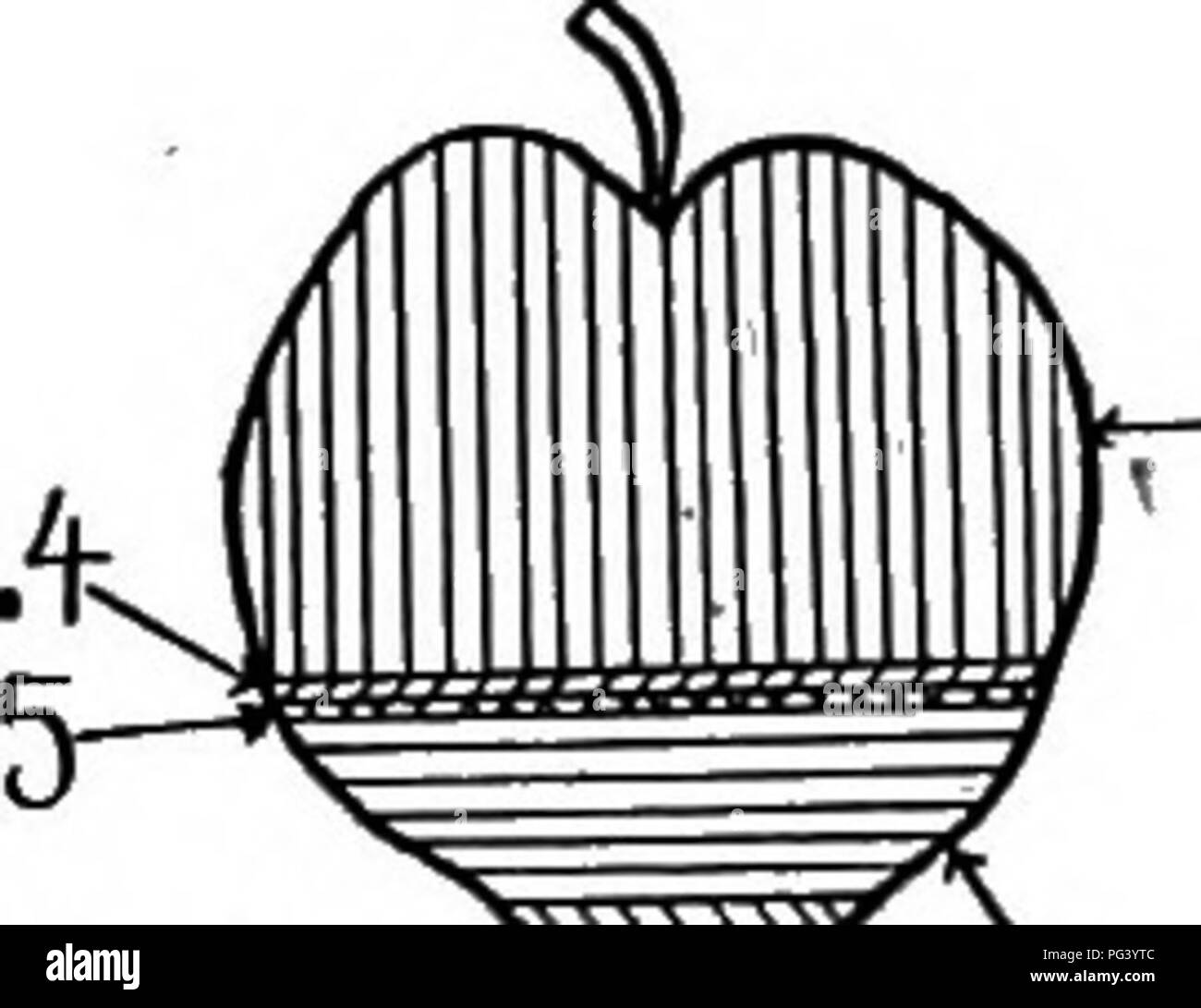 . La biologie élémentaire, animale et humaine. La biologie. Ash:0, .l'eau:75,3 Carboh/drat&lt;ls£2,0 ^p)(B)LE à : 13 rbo- irateS'-53. R-btein:0,4-v -^sh:1.1 pat-.Q. --Eau:8^.6 @®1SD3 A5h : 0,3^^^^^bohydrieS 3:1 f.2 ; V le frêne, l'eau : 10,8 4 e^^^^arbohydrates:73. fVote'tl;n:2£. CarboV^ir&lt;es-.1fi.4 76,3 Watten . 20.-.La composition des aliments végétales courantes. (Tiré à partir des tableaux de U.S. Dept. of Agriculture par Hornymilla Baker.) E. Veuillez noter que ces images sont extraites de la page numérisée des images qui peuvent avoir été retouchées numériquement pour plus de lisibilité - coloration et l'aspect de ces illustrations ne peut pas p Banque D'Images