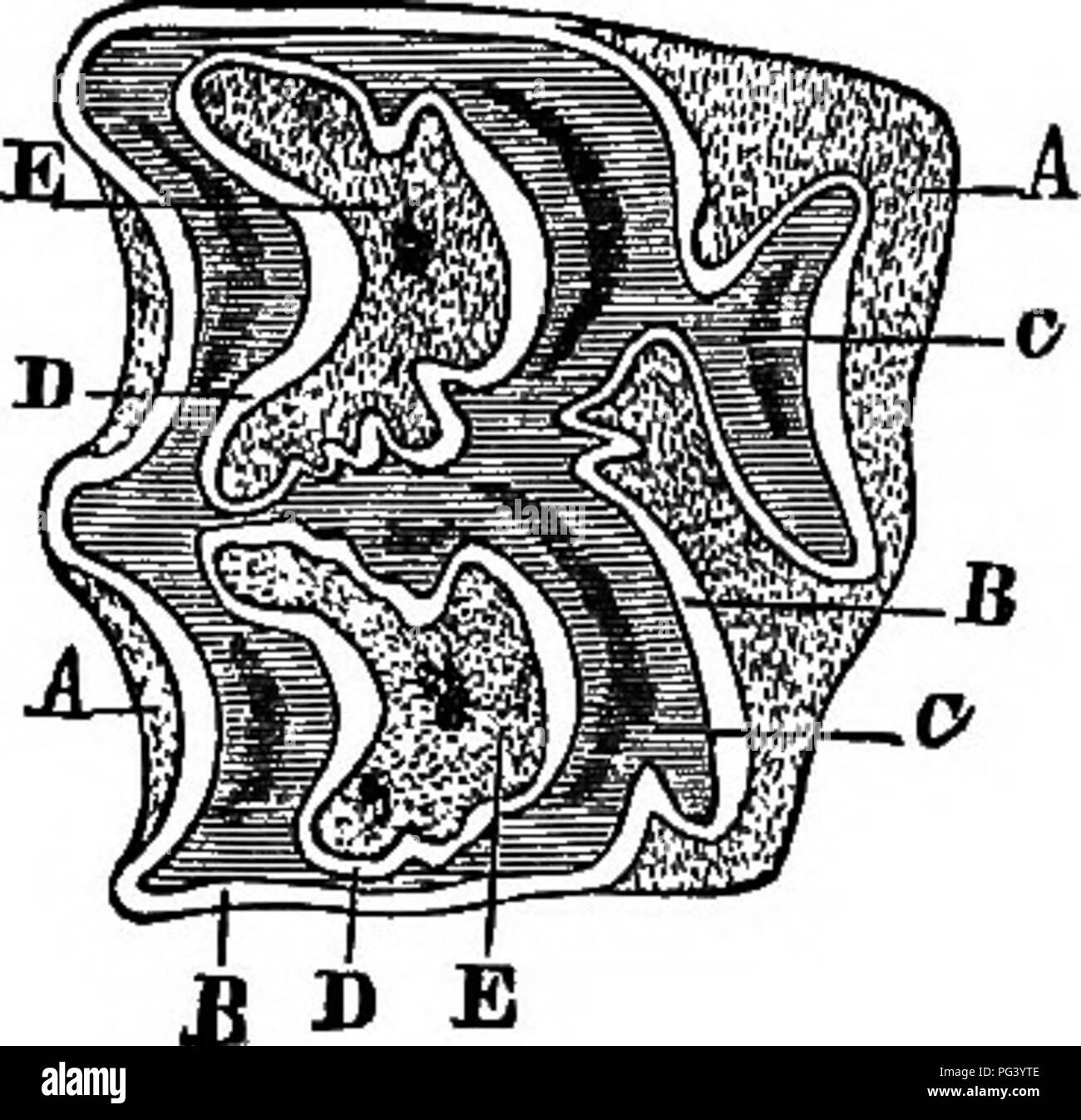 . Un texte-livre de zoologie agricole. Zoologie, économique. 444 MAMMALIA. Le nombre normal de dents dans un cheval avec un soi-disant " full 3-3 1-1 bouche" est quarante - à savoir, i--- ; c--- 3-3 3-3 -I"^^'Z-. 3-3' 1-r-' 3-3' 3-3 -les canines heing absente dans la mare. Wolf-dents sont des dents à crochets, parfois présents en face de l'arrière des dents, dans la mâchoire supérieure en général. Les deux » tushes" et le loup - les dents sont par- manent, mais ces derniers sont souvent plus tôt. Les personnes suivantes peuvent être prises qu'en- dications de l'âge de la naissance à 30 ans :- 1. À la naissance.-l'avant-lait incisives peuvent Banque D'Images