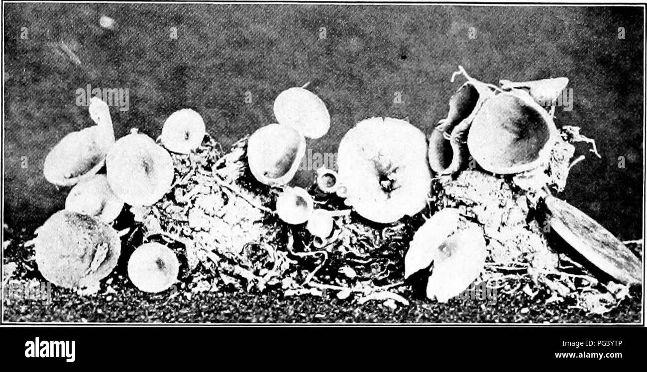 . Fungous les maladies des plantes : avec des chapitres sur la physiologie, les méthodes de culture et de technique . Les champignons dans l'agriculture. Les ascomycètes 193 la surface de l'mummied les fruits. Les fruits sur lesquels cette étape semblait avait été légèrement recouvertes de sol sablonneux pour au moins un an. En 1906, ce stade était très répandue à travers l'Ouest. Les conditions ont semblé être plus favorables pour son développe- ment où le fruit était resté pendant dix-huit mois à peu de dépressions dans le gazon, et assez bien couvert par les débris d'herbe. La tige ou stipe de l'apothécie a été de 0,5 à 3 cm de longueur, en fonction de la Banque D'Images