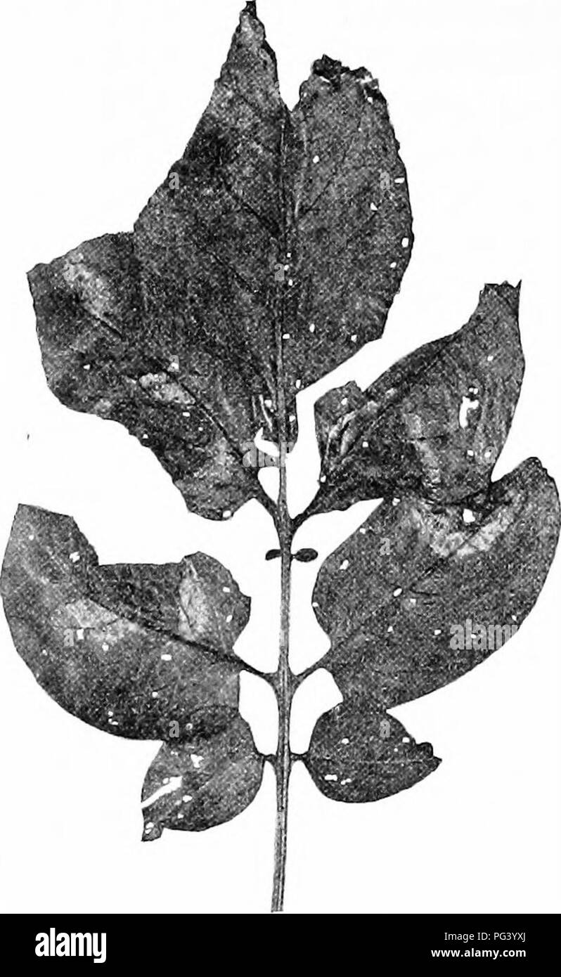 . Fungous les maladies des plantes : avec des chapitres sur la physiologie, les méthodes de culture et de technique . Les champignons dans l'agriculture. 166 FUNGOUS LES MALADIES DES PLANTES et il a été la cause de grande catastrophe dans de nombreuses régions de culture de pommes de terre avant de méthodes pour son contrôle sont bien connues. Tous ceux qui connaissent l'histoire de la culture des pommes de terre sans doute savoir de la famine de la pomme de terre de 1845. La grande famine en Irlande a été en très grande partie à cause de cet échec de la récolte de pommes de terre, un échec en raison de la prévalence et de "destruction inhabituelle- vité du Phytophthora. La distribution. Il fut un temps où l'opinion actuelle e Banque D'Images