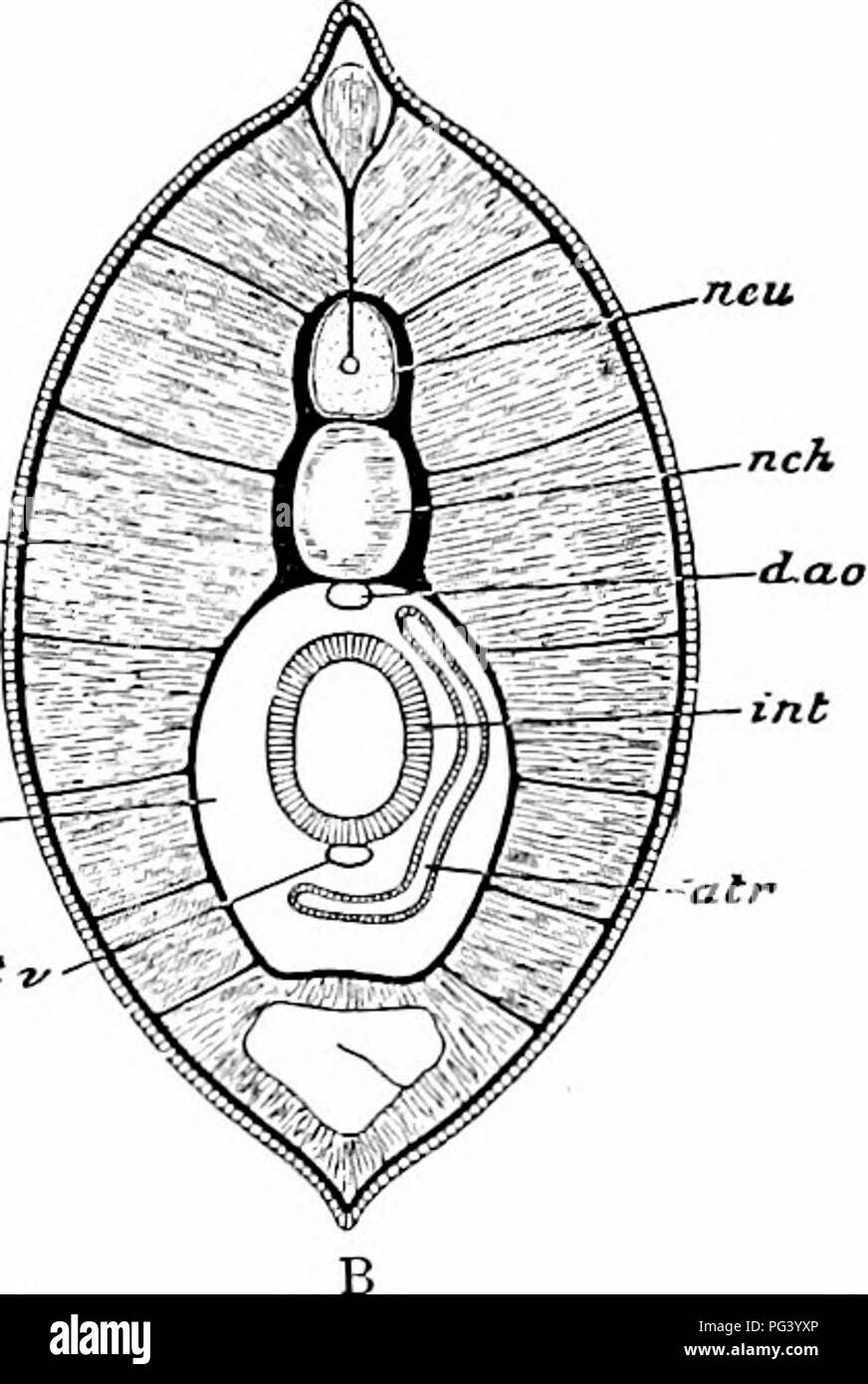 . Un manuel de zoologie. . Fig. 205. - L'AmphiOXUS lanceolatus. A, coupe transversale de la région pharyngienne une aorte dorsale ; b, atrium ; c, notochorde ; co, ccelom ; e, l'endostyle ; g, poids des gonades ; ko, lamelle branchiale ; ; kd, du pharynx ; je, le foie ; Ma, myomere ; il.- ridium neph ; r, neurone ou nerf dorsal tube ; tn, les nerfs rachidiens ; sp, gill-fentes. B, coupe transversale de la région intestinale ; l'air, l'atrium, coel, cœlome ; d. l'OD, l'aorte dorsale : int. de l'intestin ; vtyom, myomere : nek, notochorde : neu, neurone ; s. int. v, subintestinal d'idées. (A, à partir d'Hertwig, après Lankester et Boveri ; B, en partie après Rolph.) dernier inscrivez-vous Banque D'Images