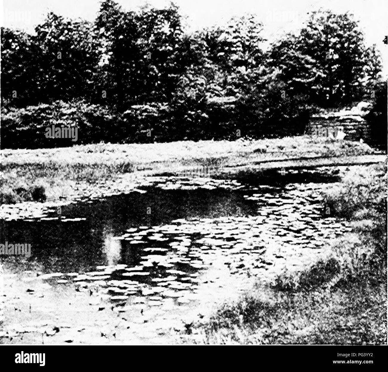 . La botanique pour les étudiants en agriculture . La botanique. La succession végétale 511 autres représentants de sociétés de marais. Grâce à la croissance de la société des marais, le marais est finalement tellement rempli qu'il est transformé en un salon, et l'mésophytiques plantes du marais les sociétés sont remplacé par Mesophytes {Fig. 4h'2 et 463). Il est évident que la société hydrophytes ont été extrêmement importants dans la transformation de lacs, étangs, et de vieux lits de rivière en terre labourable, et le sol fertile de ces. Fig. 462. - Une succession de sociétés, l'usine montrant transition de l'hydro- mésophytes à phytique Banque D'Images