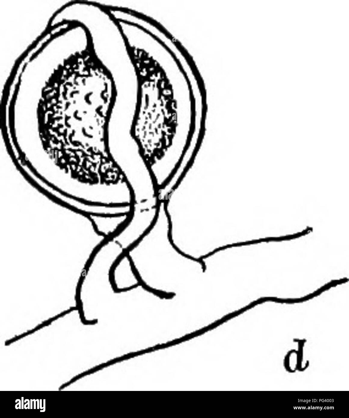 . Fungous les maladies des plantes : avec des chapitres sur la physiologie, les méthodes de culture et de technique . Les champignons dans l'agriculture. Fig. 53. Plasmopara sur raisin, [b et d après un mycélium, Farlow) ; b, mature ; conidiophore c et d, zoospore et la formation des oospores, respectivement de deux tiers de culture (voir illustration page 1). Sur litis cordifolia le champignon peut fruit donc abondamment sur les jeunes baies à totalement envelopper dans une masse de downy les sporophores. Dans de telles circonstances, le Berry n'a pas à ce stade montrer les preuves de la pourriture, et c'est seulement lorsque les baies sont plus âgés, et dans d'autres spec Banque D'Images
