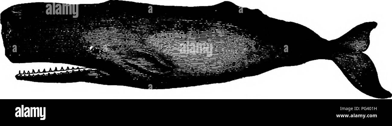 Ce texte couvre les bases de la biologie animale et humaine, y compris l'étude des reptiles tels que les serpents, les lézards et les alligators. Il explique leur anatomie, leur comportement et leurs rôles écologiques, soulignant l'importance de ces espèces dans les écosystèmes. Banque D'Images