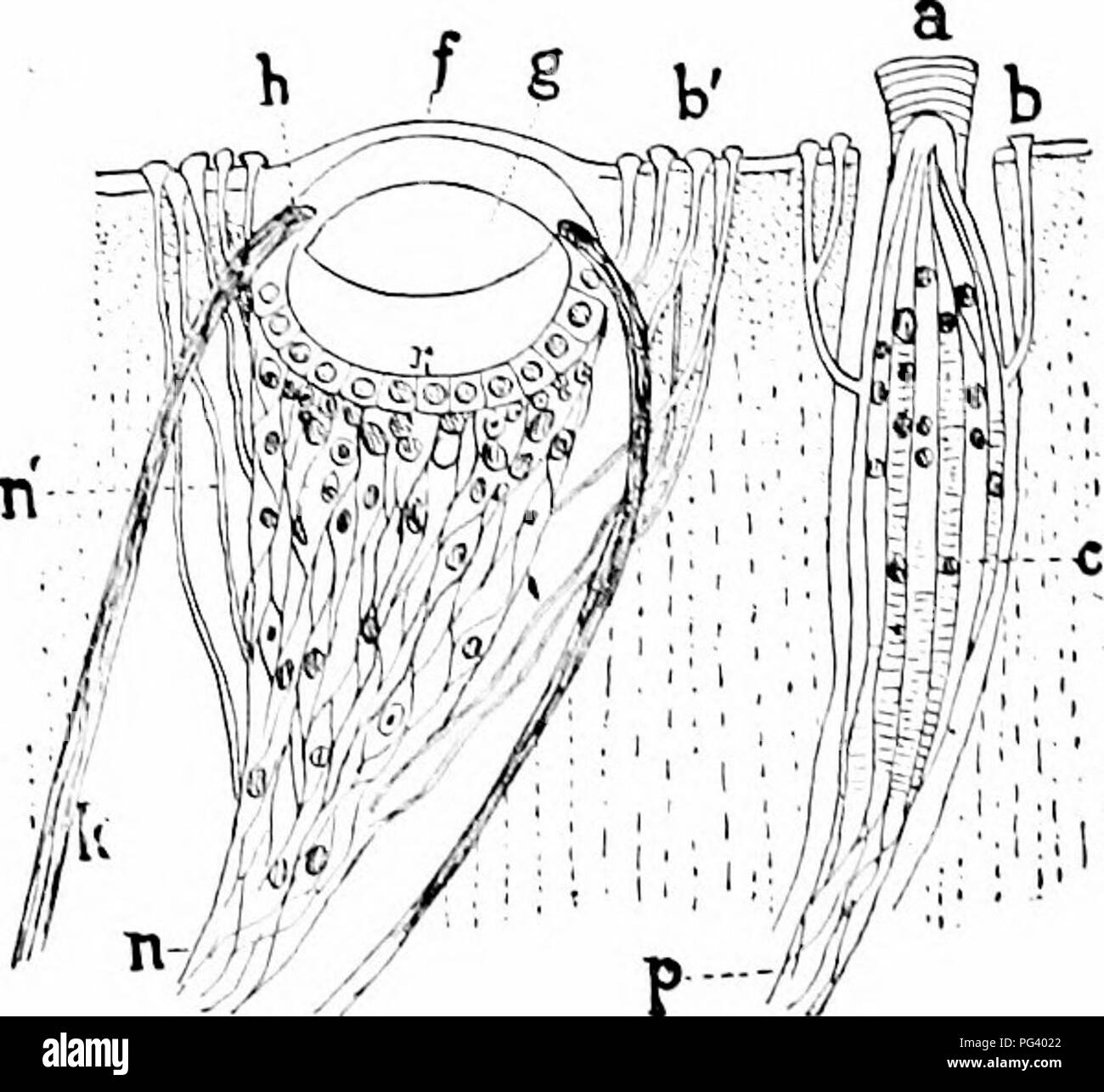 . Un manuel de zoologie. Zoologie. Fig. ^j ;.-L liihii : squamosum, vue dorsale lafler llallcrK,.l'ensemble de la lhe animal- B. après le retrait de shell et de viscères ; &lt;i, de l'anus ; c", le cerveau ; K, clenidia ; o, moulli ; F, ped;il cordon nerveux ; p !. plcurovisccral. cordon nerveux. ^^ xP Fig. 310. l"c.-à-d. ;I7 Fig. 310.-veille et une Acanthol^d'Sthetes lciira spiiili MosclcyV^cr (après ii, macra:stlicle ; /&gt ;, mier;esthète ; /', cornée, calcaires je, lentille ;/ ;, iris, un menled^rp', capsule ; n, p, Ner'es ; r, rétine. Fn ;. 317.-Nronit-iud carinata, ventrale et une vue latérale (TulberL après ;). " ;, Antérieur ; b, postérieur ; r, Banque D'Images