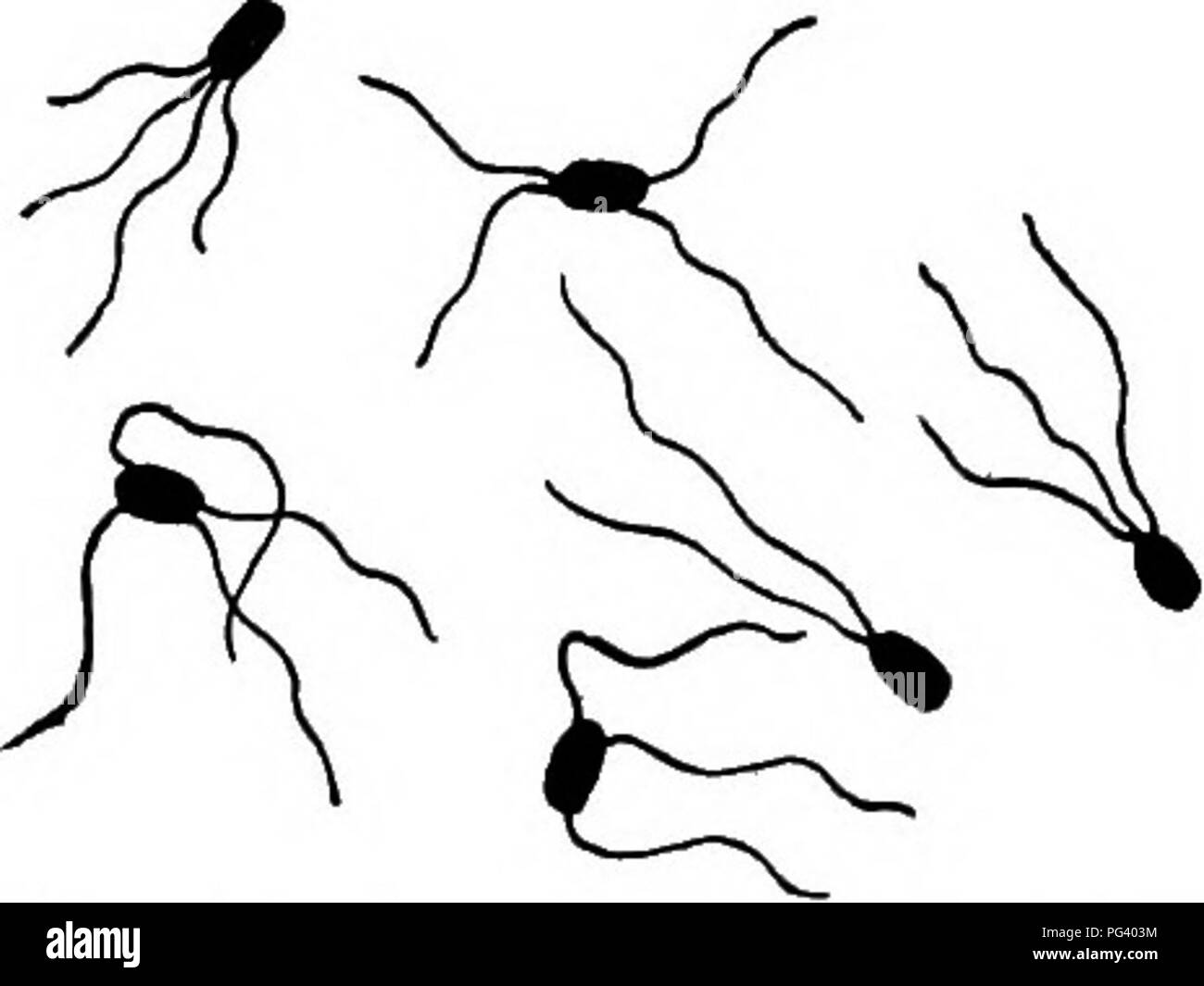 . Fungous les maladies des plantes : avec des chapitres sur la physiologie, les méthodes de culture et de technique . Les champignons dans l'agriculture. 132 FUNGOUS LES MALADIES DES PLANTES Les bactéries envahissent les espaces intercellulaires de l'hôte, et, par la suite, les tissus sont rapidement désorganisé. Cette disorgani- tion est due apparemment à une enzyme qui s'attaque en particulier la lamelle moyenne. Un grand nombre d'inoculations expérimentales ont été faites, et il est clairement montré que ces bactéries sont capables de produire une forme de pourriture molle dans une grande variété de plantes. Aucun autre organisme n'a encore trouvé une si grande variété de plantes hôtes. Mo Banque D'Images