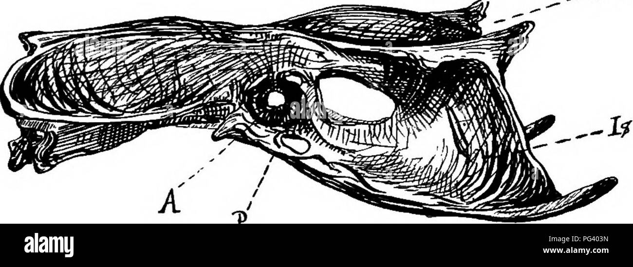 Ce texte traite des caractéristiques squelettiques et anatomiques des oiseaux volants, y compris la structure du sternum (sternum), de l'arc pectoral, des omoplates, des clavicules et des os coracoïdes, essentiel pour le mouvement des ailes. Le sternum a une quille proéminente chez les oiseaux volants pour soutenir les muscles puissants. L'arc pectoral fournit un support structurel pour la mécanique de vol de l'oiseau. Banque D'Images