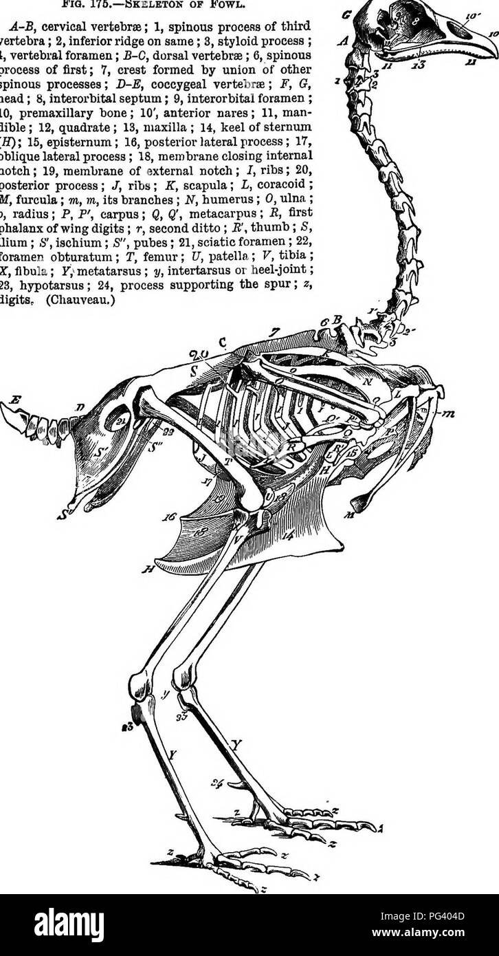 . Un texte-livre de zoologie agricole. Zoologie, économique. Fig. 175.-squelette d'oiseau. A-B, vertèbre cervicale ; 1, de l'apophyse d procens troisième vertèbre ; 2, sur la crête inférieure même ; 8, 4 ; processus styloïde, trou ; B-0, vertèbres dorsales ; 6, apophyse épineuse de première ; 7, l'écusson formé par union d'autres processus spinaux ; D-B, coccygien vertèbres ; F, G, chef ; 8, 9 ; septum interorbitale, foramen interorbitale ; 10, 10 ; os prémaxillaires', la face antérieure des narines ; 11, 12 ; homme- dible, quadrangulaire ; 13, 14 ; maxillaire, la quille du sternum (H) ; est, episternum ; 16, 17 ; processus latérale postérieure, obiic[ue processus latéral Banque D'Images