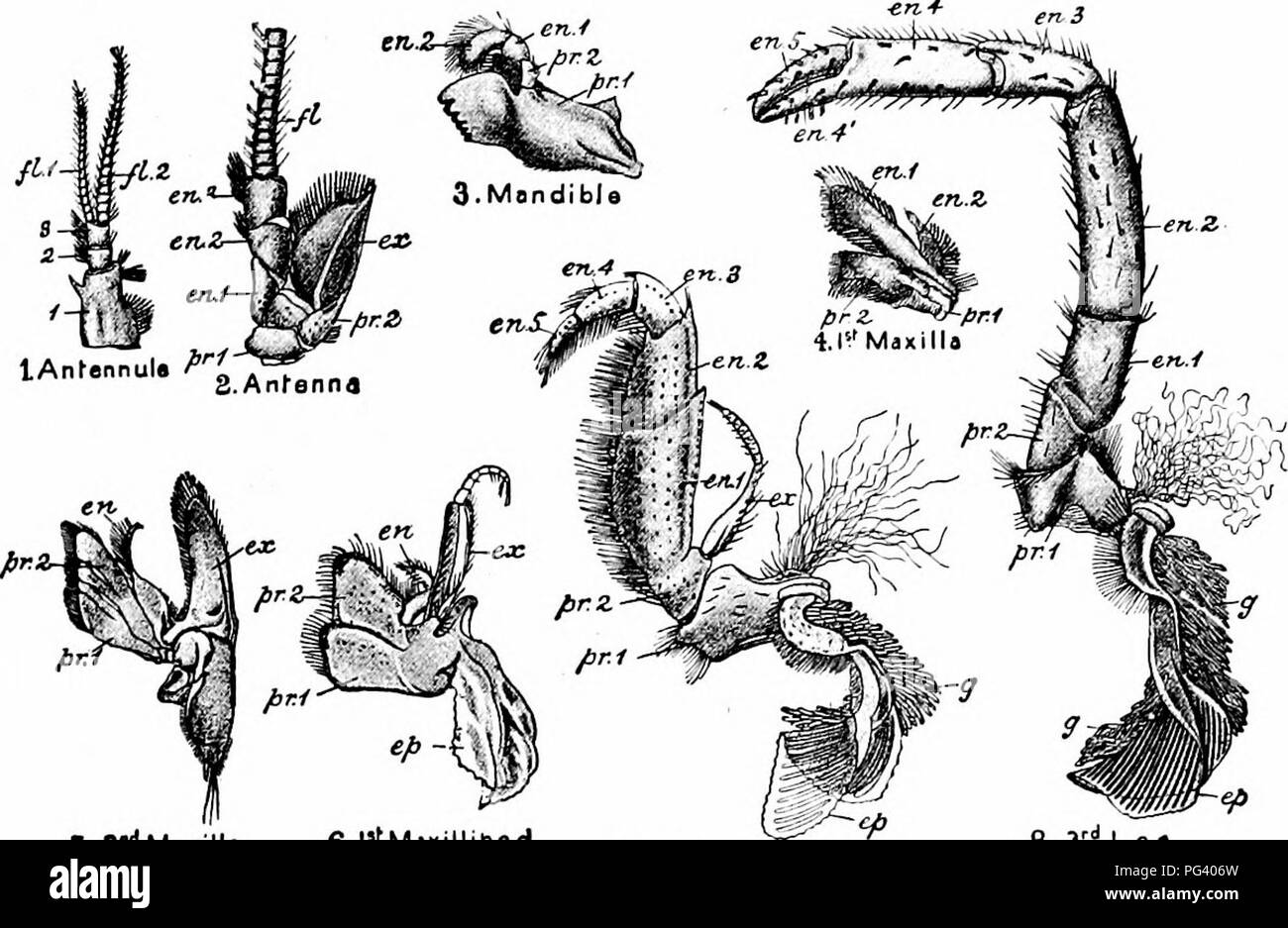 . Un manuel de zoologie. PHYLUM ARTHROPODA 217 et l'exopodite ayant la forme de vastes plaques planes ; dans la position naturelle des pièces qu'ils se trouvent de chaque côté du telson, formant avec elle un gros cinq-à-queue-fin ; ils sont. S. 3.dMaxill"" 6.lVMaxilliped 7. 3r.dMaxilliped 8. 3r.dLeg. Veuillez noter que ces images sont extraites de la page numérisée des images qui peuvent avoir été retouchées numériquement pour plus de lisibilité - coloration et l'aspect de ces illustrations ne peut pas parfaitement ressembler à l'œuvre originale.. Parker, T. Jeffery (Thomas Jeffery), 1850-1897 ; Haswell, William A. (William Aitches Banque D'Images