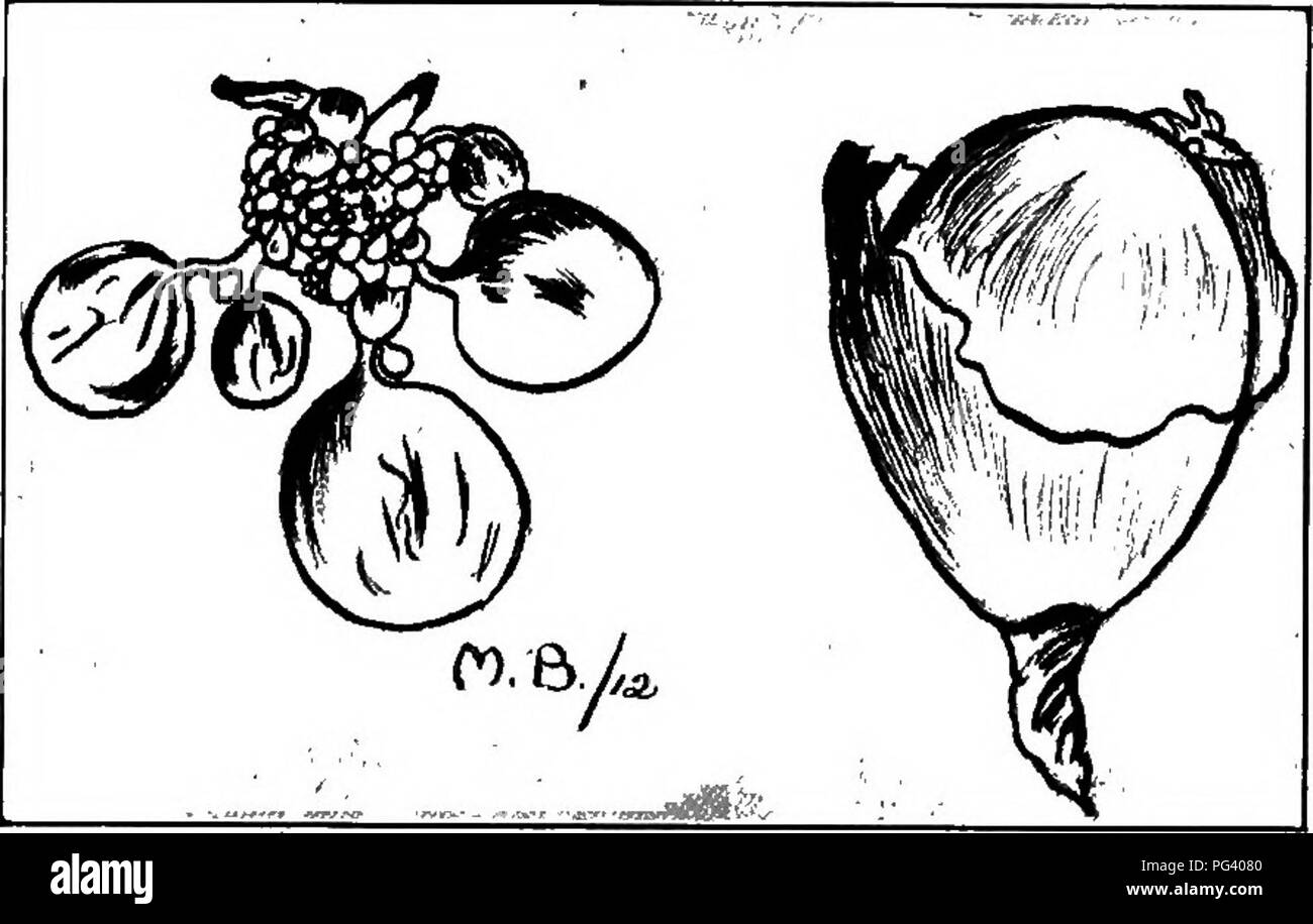 . La biologie élémentaire, animale et humaine. La biologie. 71 BIBDS étant jaune, qui varient en taille, de petits points jaunes de taille moyenne à plein (Fig. 54). Si l'un de ces soins est examiné au microscope-, un ovule unique peut être trouvé. Après le jaune a atteint sa pleine taille et la cellule a été. Fig. 54. - Ovaire de poule, et l'oeuf dans l'oeuf-tube. fertihzed, il reçoit sa couche de blanc, et le tout est recouvert de la membrane et la coquille. Juste après la fécondation a lieu, par le processus de la division cellulaire de cellules se forment. Au moment où l'œuf, l'oisillon embr Banque D'Images