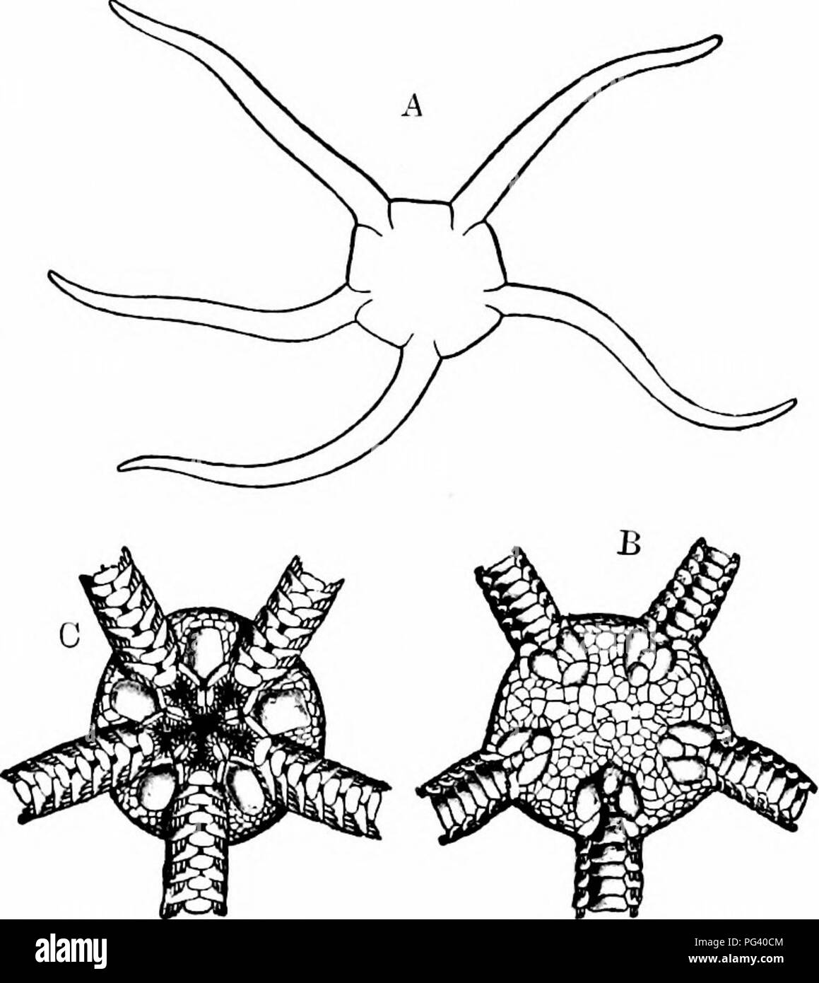 . Un manuel de zoologie. Embranchement des échinodermes 169 est parfois absente ; c'est dans minute Asterias vulgaris, presque fermé. Les piquants et pedicellariaj diffèrent dans leur forme et l'agencement de différents types d'étoiles de mer, comme aussi, bien que dans une moindre mesure, le tube-pieds. Les étoiles de con- constituer l'une des cinq classes d'Échinodermes vivants, la classe Asteroidea. 2. L'OPHIUROIDEA la fragile-stars portent de nombreuses ressemblances à la véritable star- poissons, mais ont un certain nombre de fonctions spéciales de suffisant. Fig. 93.-Ophioglypha lacertosa. A. Contours, de la grandeur nature ; B, disque central, vue dorsale ; C Banque D'Images