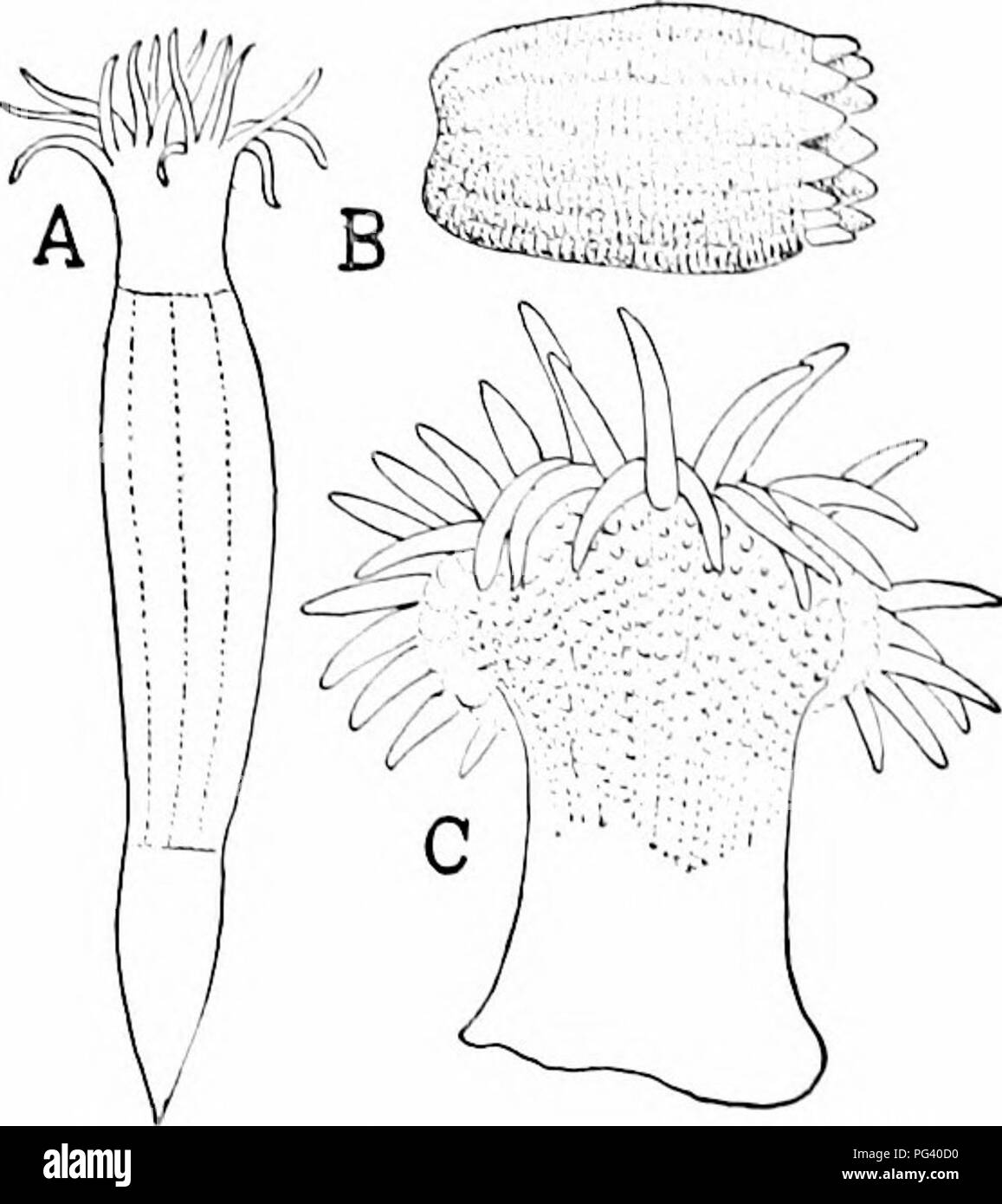 Ce manuel zoologique, qui présente des illustrations des différents stades de développement des espèces marines telles que *Ritilla roifomis*, fournit des études anatomiques détaillées. Il comprend des étapes de développement allant du clivage des œufs à la formation du système digestif, en se concentrant sur les anémones marines américaines et d'autres invertébrés. Banque D'Images