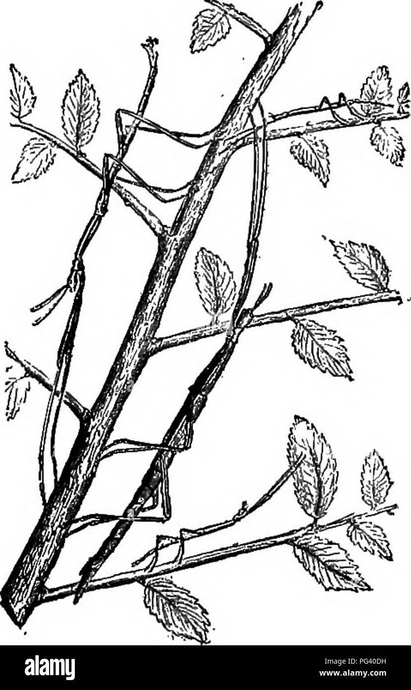 . La biologie élémentaire, animale et humaine. La biologie. 30 biologie animale 23. Importance économique des sauterelles. - Notre étude en laboratoire de la bouche d'une sauterelle et pièces nos observations de ses méthodes d'alimentation^ont montré que ces insectes ressemblent à répondre- piliers, d'abord, en ayant la bouche mordant les pièces (Fig. 18), et deuxièmement, d'être mangeurs voraces. Par conséquent, comme il fallait s'y attendre, un grand nombre de sauterelles dans un domaine donné se traduirait par une destruction considérable de la vie végétale. De nombreux " invasions de sauterelles " (pour les sauterelles sont plus correctement connu comme les criquets) ont été enregistrés en histo Banque D'Images