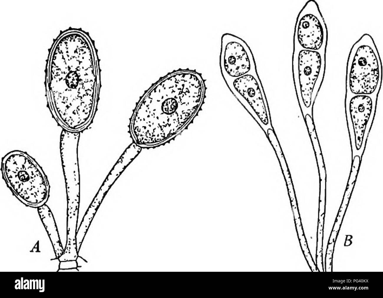 . La vie des plantes et usages des plantes ; un manuel élémentaire, une fondation canadienne pour l'étude de l'agriculture, de l'économie domestique ou d'un collège de la botanique. La botanique. Fig. 188.-Les spores d'hiver de rouille du blé germé. Remarque le peu de filaments à dont les extrémités courtes branches apparaissent portant les spores au début du printemps. Fig. 187. - Un été, les spores de la rouille du blé. B, win- ter les spores de rouille du blé de printemps. spores germent sur les feuilles d'épine-vinette. L'épine-vinette est un arbuste com- mun. On a pensé que si l'épine-vinette a été détruit, la rouille du blé disparaîtrait. Mais il a été constaté que ces spores germent tôt au printemps pourrait o Banque D'Images