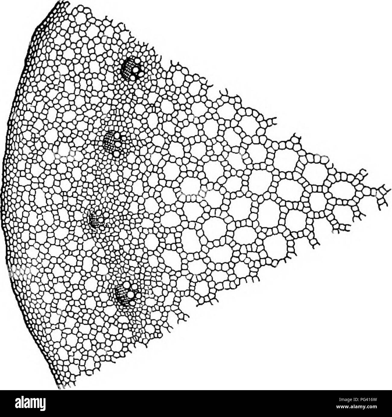 Ce manuel sert de base à l'étude de la vie végétale, de l'agriculture et de la botanique. Il aborde le processus essentiel de la respiration dans les plantes, soulignant le besoin d'oxygène et l'élimination des déchets. La respiration se produit à basse température dans l'eau et est distincte de la combustion, bien qu'elle partage certaines caractéristiques similaires comme la libération d'énergie. Le livre souligne la nature mystérieuse de la façon dont les molécules alimentaires libèrent de l'énergie. Banque D'Images