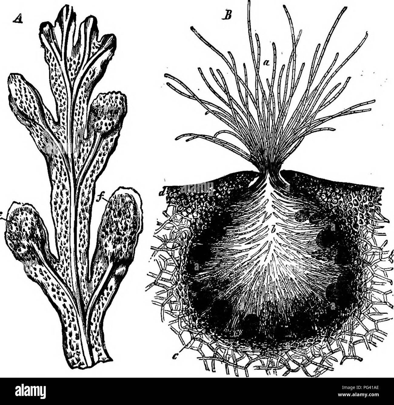 . L'essentiel de la botanique. La botanique. OOPHTTA. 145 299. L'oogone est un amas globulaire ou ovoïde courte tige contenant huit corps des cellules germinales. Les cellules germinales s'échapper de l'oogone entouré par une membrane d'investissement, qui flotte à travers l'ouverture de la conceptacle, JJf-. La FiQ. 12.-A, fin de branche d'un Fucus (Fucus evanescens), grandeur nature ; /, /, conoeptacles. B. section magnifled au moyen d'un conceptacle, montrant les poils, a, 6 ; oogones, c ; e. antherids, où il enfin ruptures et définit les cellules germinales de {II, fig. 73). Le antherozoids, qui sont libérés à la même époque, recueillir de l'ar Banque D'Images