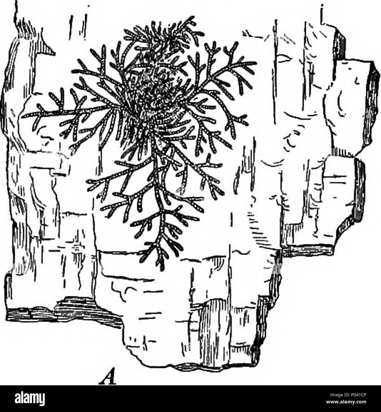 . Essentials de botanique. La botanique, la botanique. 270 ESSENTIALS DE BOTANIQUE 347. Minutes de la structure du sporophyte. - Choisissez des anciens re- ceptacles certains des sporophytes de taille adulte, le mont, et examiner avec m.p. Note : (a) le pied (qui a été intégré dans le réceptacle), la tige mince, et la grande affaire de spores. Tirage. (6) les spores. (C) Elaters en spirale, les cellules marquées à qui l'aide à la dispersion des spores. Dessiner (J) et (c) en vertu de l'H.P. 348. Marchantia Discussion est beaucoup plus fortement spe- cialized pour l'utilisation des matières premières d'aliments végétaux que sont les algues ou les champignons étudiés dans la section précédente Banque D'Images