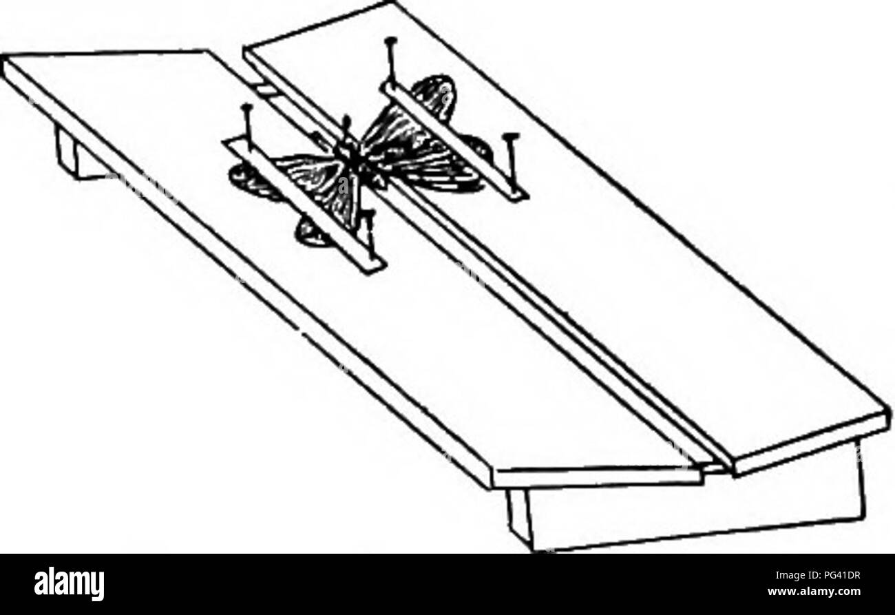 . Étude de la nature ; un manuel pour les enseignants et les élèves. L'étude de la nature. i82 NATURE-étude ailes doit être étalée et épinglées ou fixé dans cette position lors du séchage. Un conseil de séchage peuvent être faites, selon la figure, et l'insecte placé dans la rainure avec ses ailes tenues sur les panneaux latéraux à l'aide de bandelettes de papier coincé. Ou ils peuvent être tout simplement déposé sur le dos sur une planche, et les ailes étalées et fixé vers le bas. De très petits insectes, œufs, larves, etc., doivent être collées à l'extrémité d'une bande de papier, et ce coincé dans la boîte. Ne pas entasser la Fig. 43. La diffusion de l'Office. Banque D'Images
