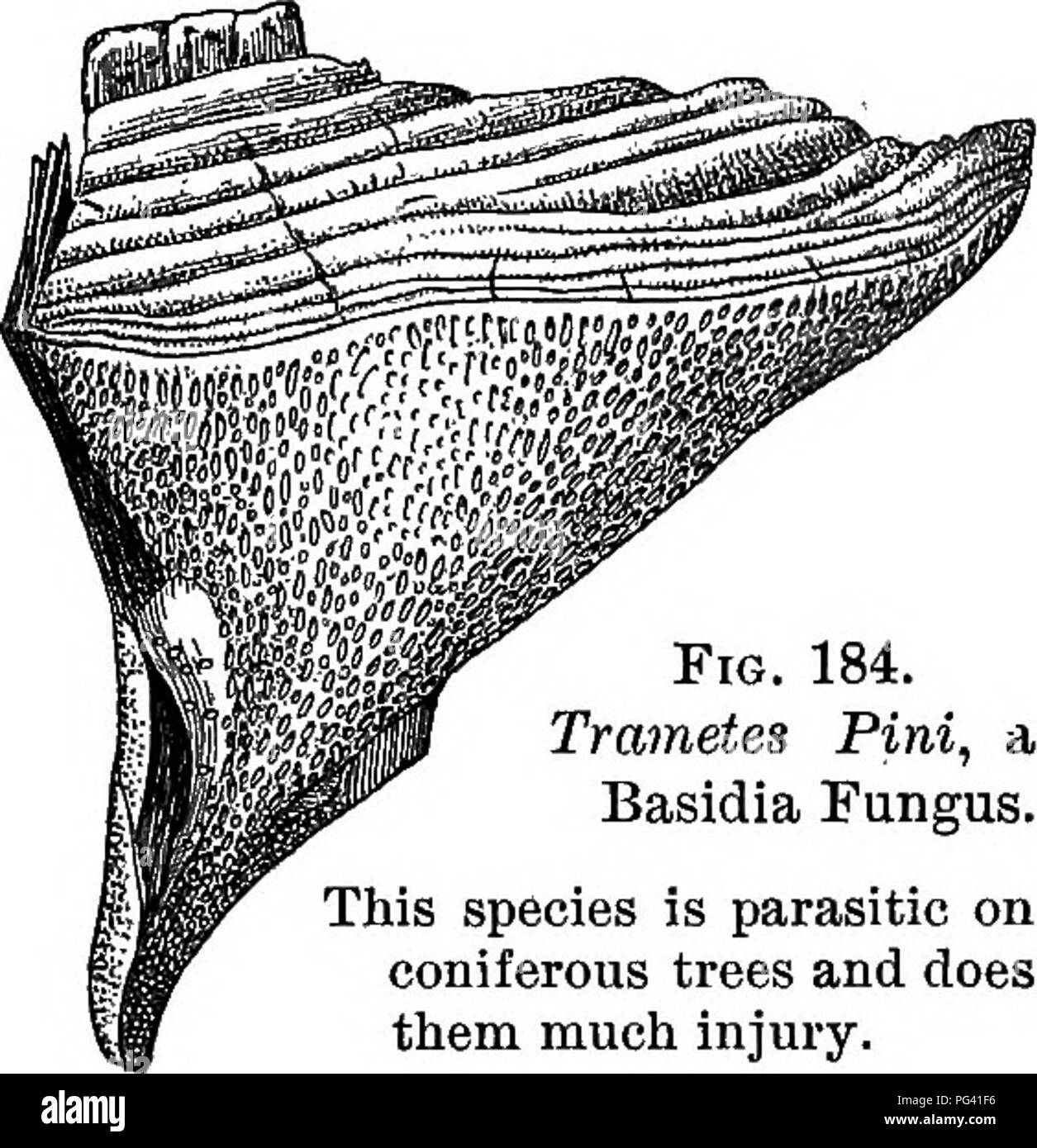 . Essentials de botanique. La botanique, la botanique. Les champignons 259 335. La discussion. - La rouille du blé est intéressant pour le botaniste singulier en raison de sa variété de méthodes de formation des spores asexuées. Il est également d'une grande importance pratique- cal, comme c'est un ennemi très dangereux de les céréaliculteurs. Rouille relativement espèces de blé sont très en demande. Les buissons d'épine-vinette ne devraient jamais être autorisés à se développer dans les régions de collecte de blé, et dans de nombreuses régions d'Angleterre, ils ont été presque ou tout à fait exter- minated par les agriculteurs. Lorsqu'il n'barberries sont trouvés la rouille est transportée d'un à la prochaine récolte de blé par ur Banque D'Images