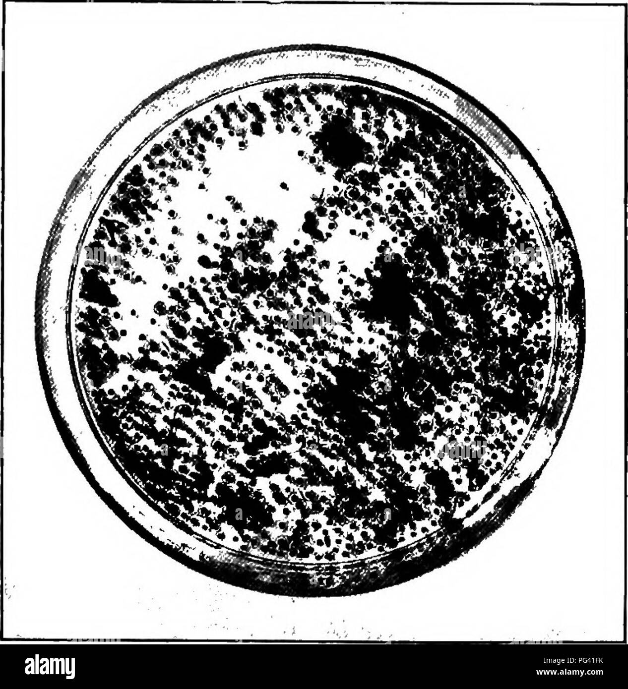 « Nature-Study » fournit un guide aux enseignants et aux élèves pour étudier les amphibiens et les reptiles, y compris les grenouilles, les crapauds, les salamandres et les serpents. Il souligne l'importance de comprendre le rôle de ces espèces dans les écosystèmes, leur comportement et leur conservation, soulignant la nécessité de protéger les espèces non venimeuses. Banque D'Images